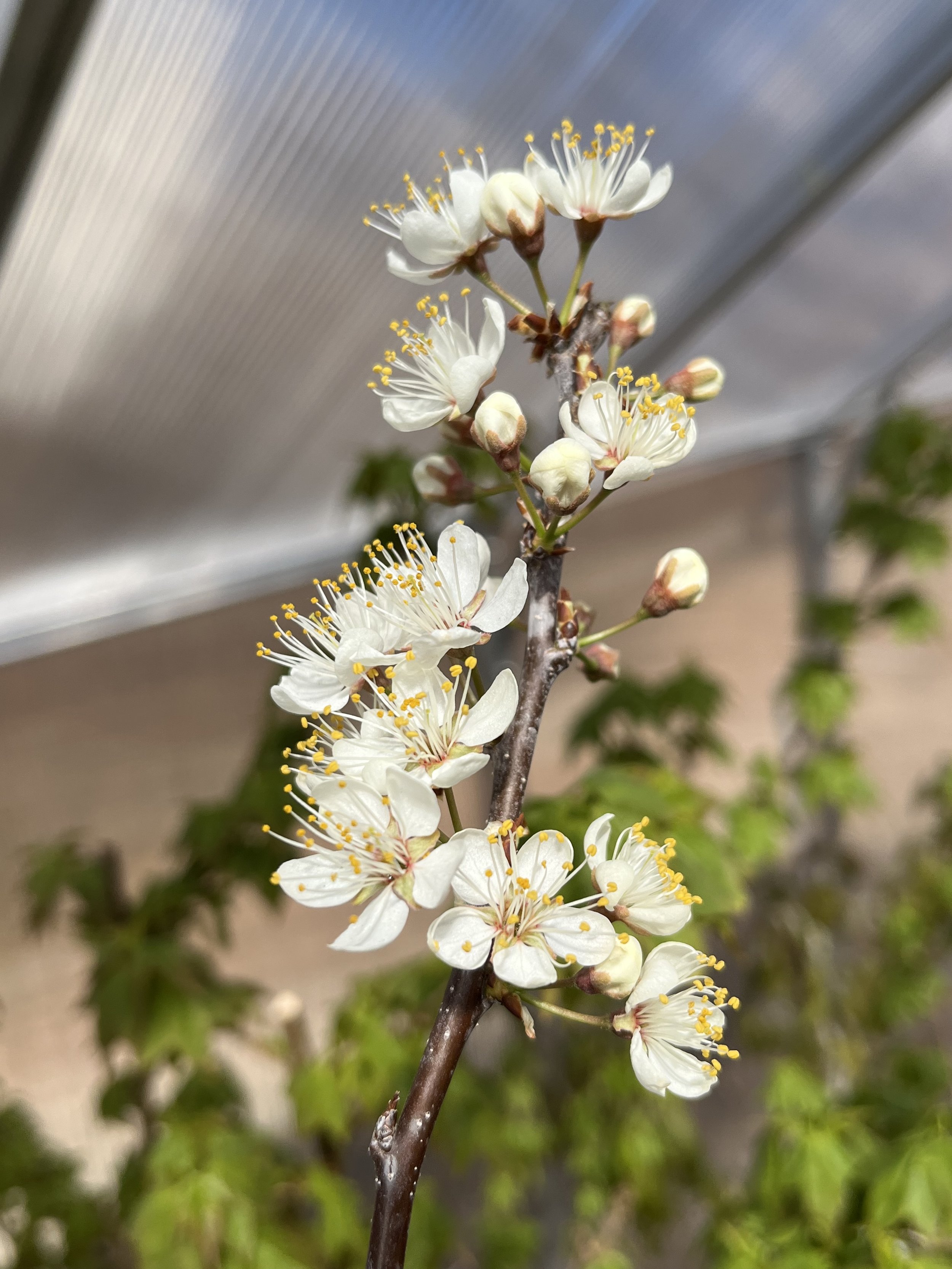 Prunus Mexicana, Mexican Plum