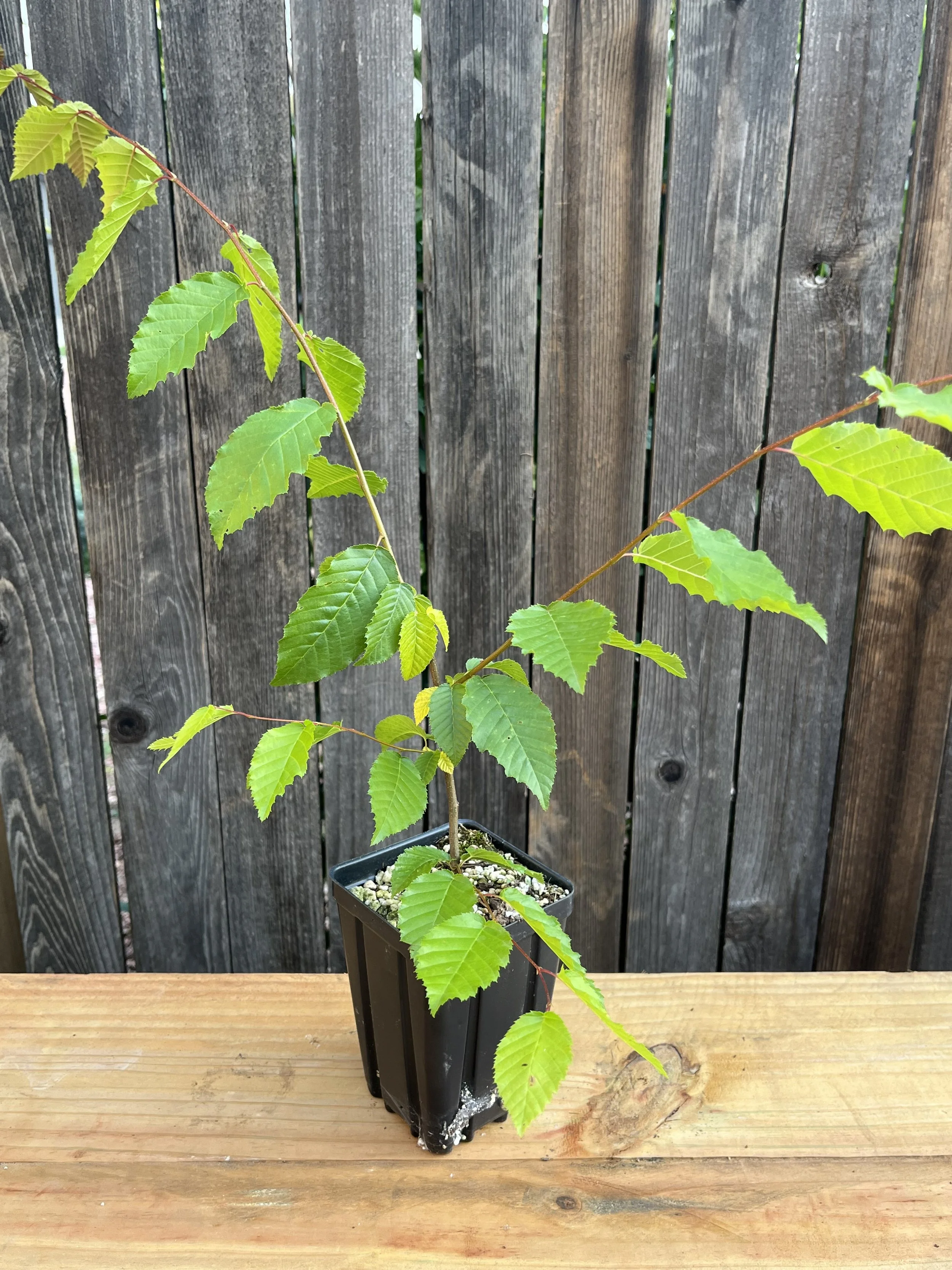 Carpinus caroliniana, American hornbeam Starter Tree