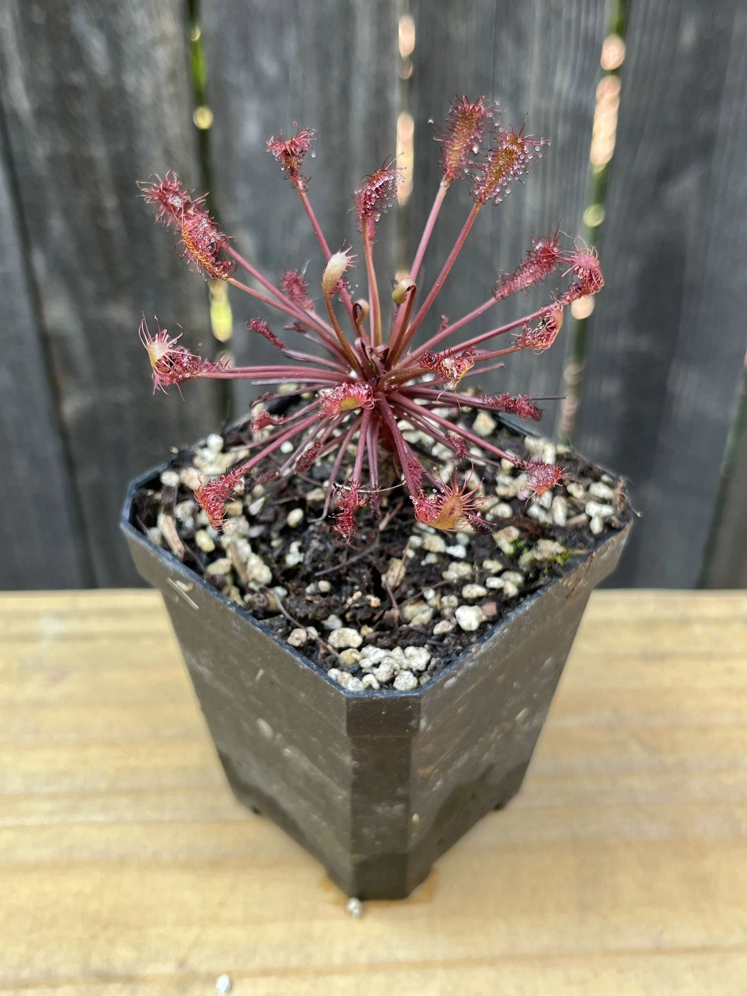 Drosera intermedia (Temperate)
