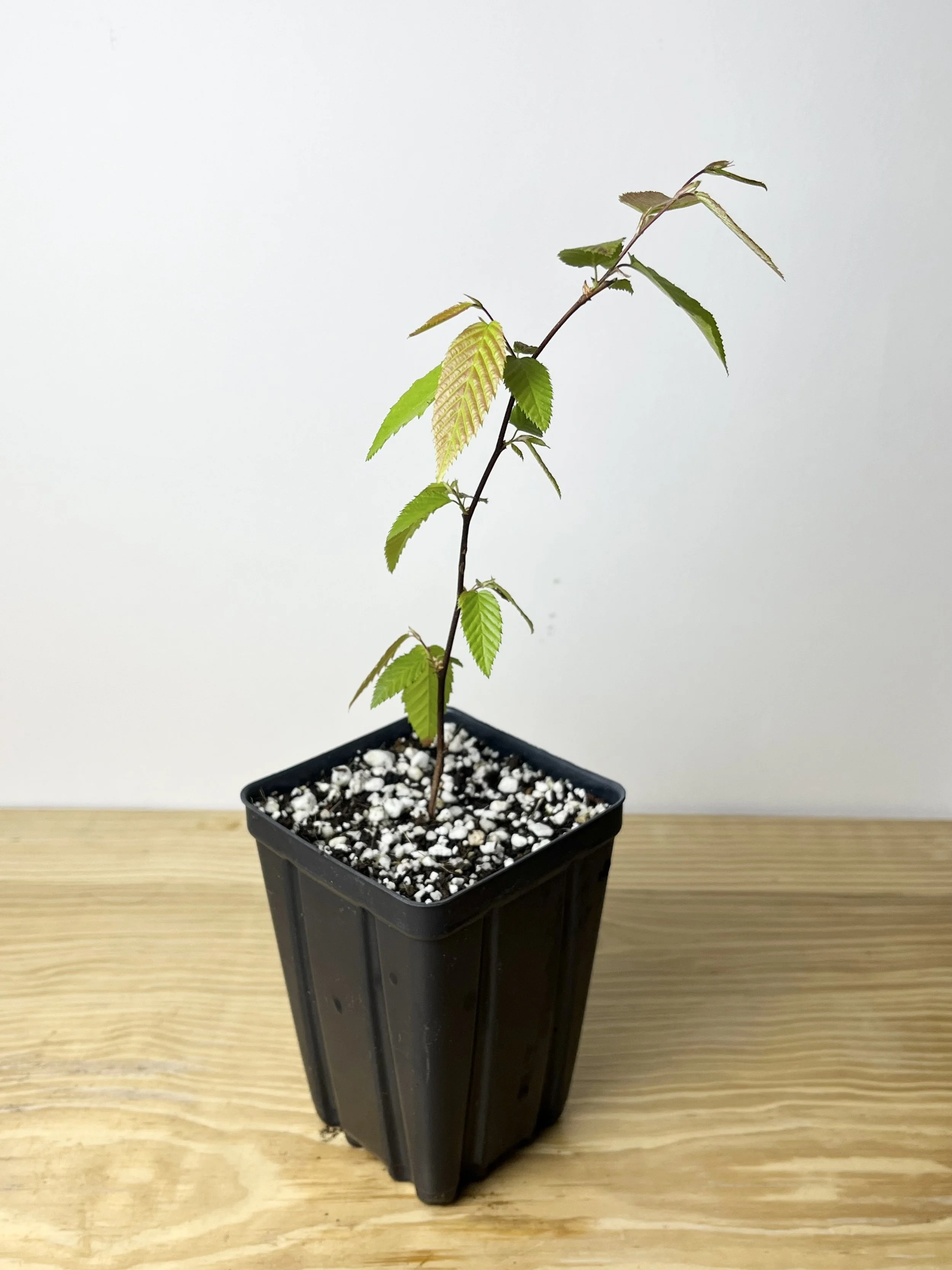 Carpinus caroliniana, American hornbeam Starter Tree