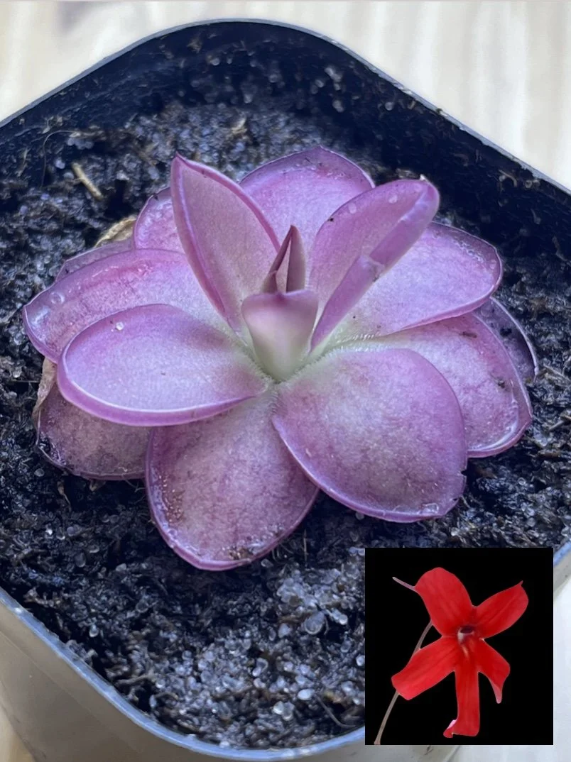 Pinguicula laueana, Butterwort