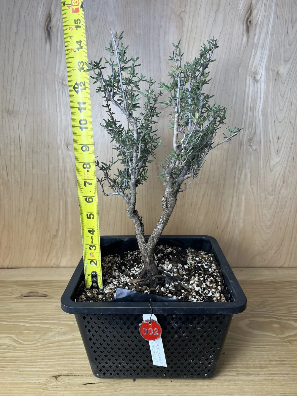 san pedro cactus for sale near me Trichocereus pachanoi 'San Pedro Cactus' – DesertScapeSucculent main image 0