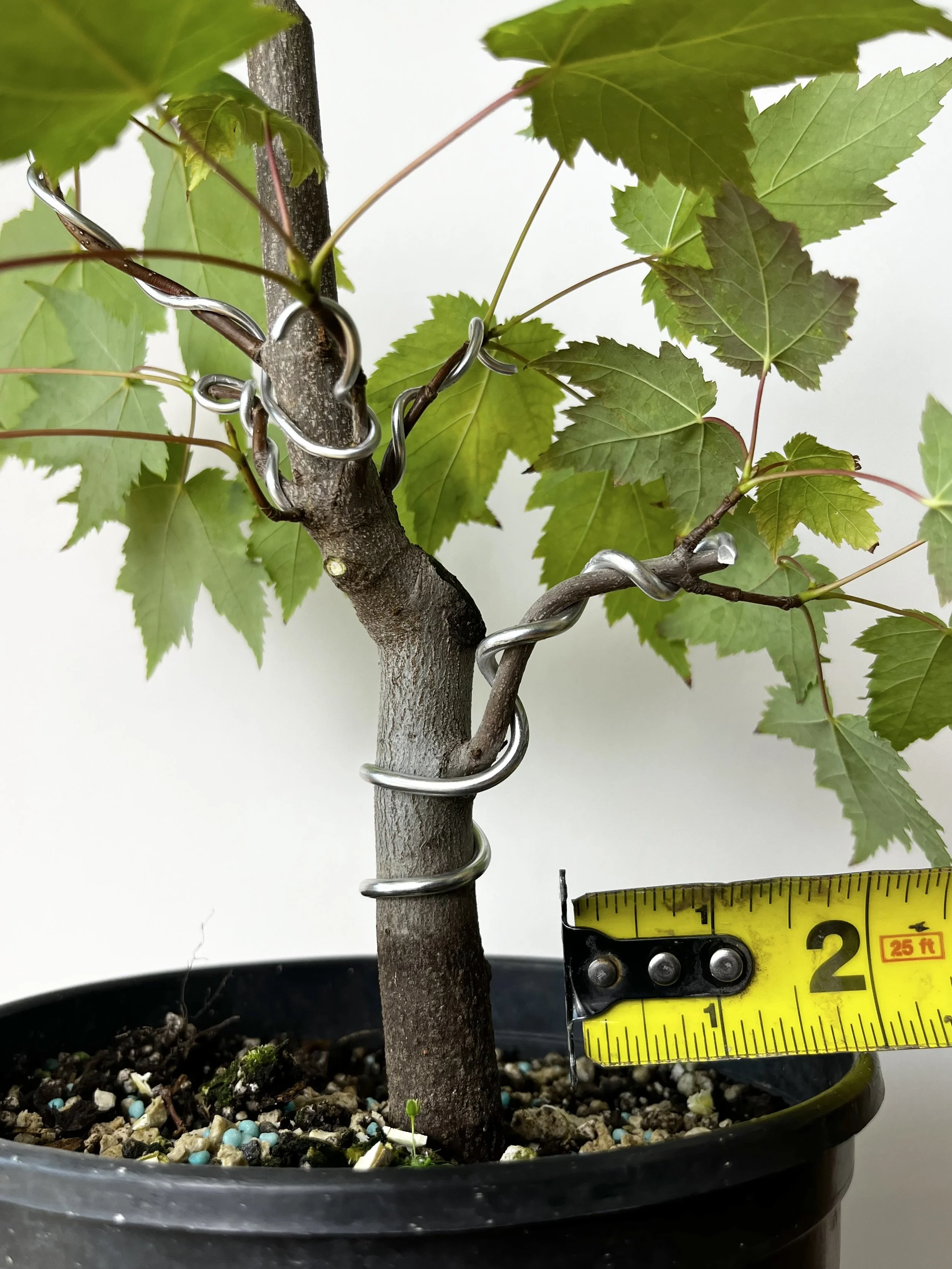 Acer Rubrum, Red Maple (01) Bonsai Tree- 1 gallon