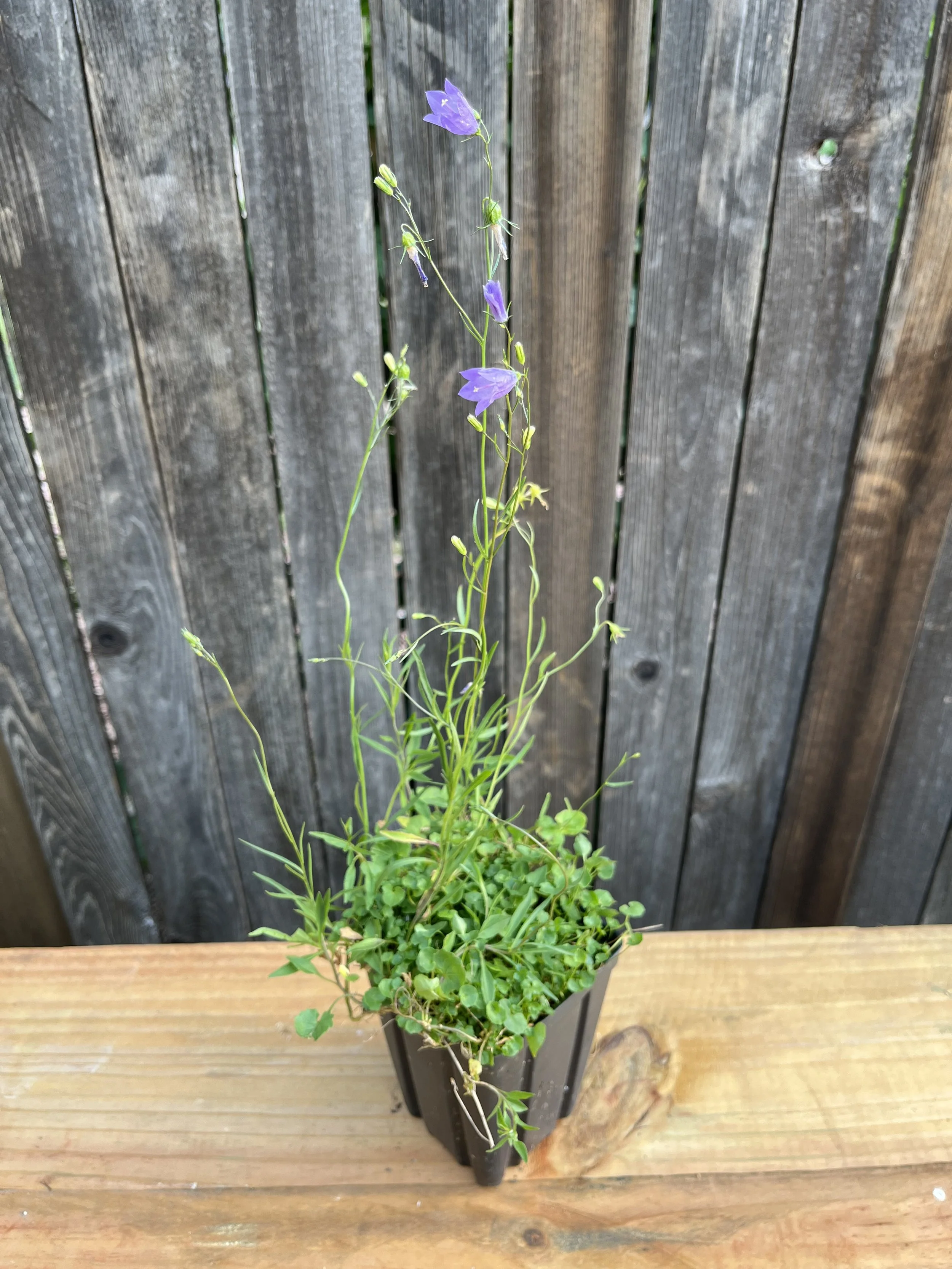 Campanula rotundifolia, Harebell- 5" Deep Pot
