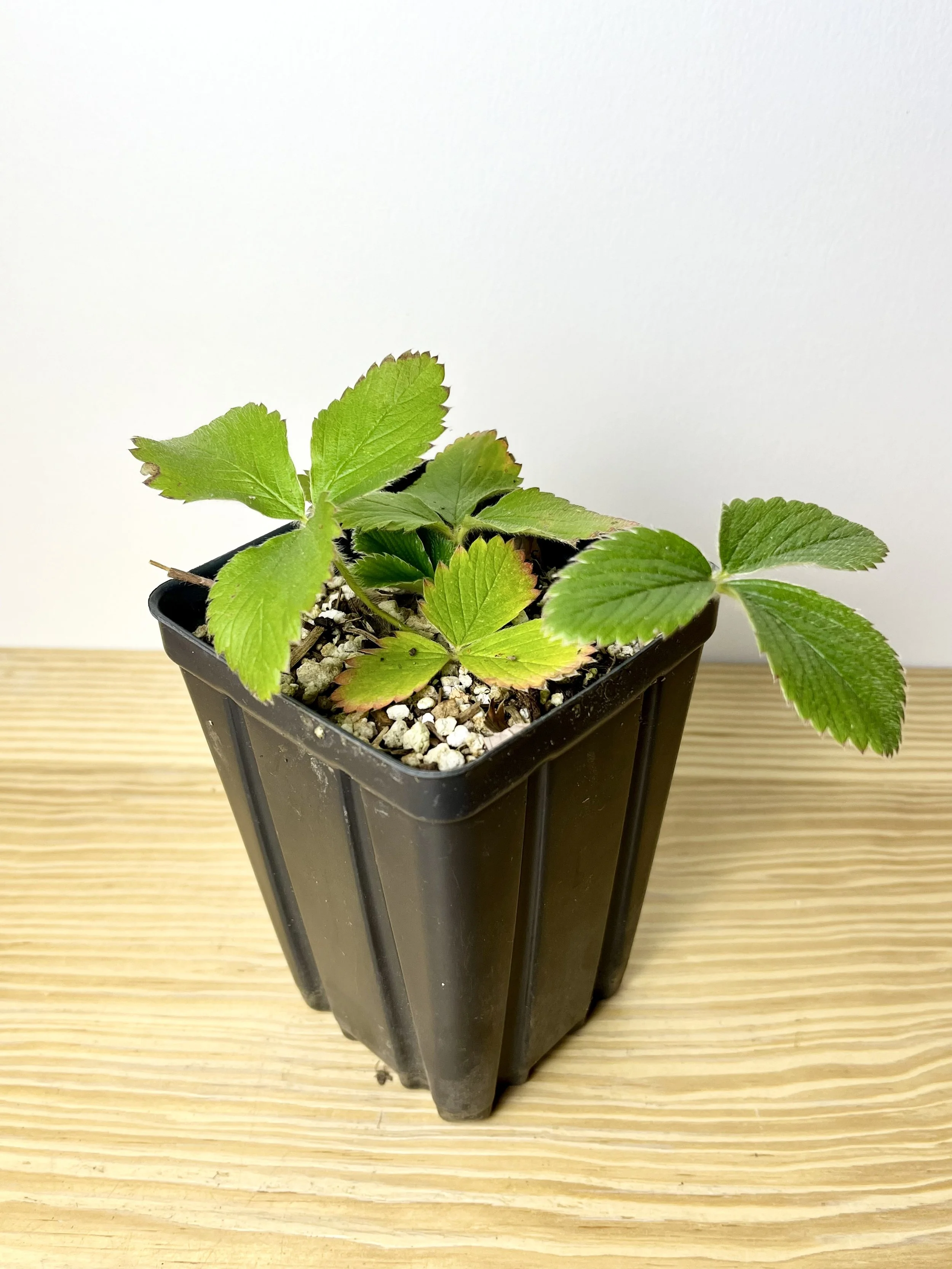 Fragaria virginiana, Wild Strawberry