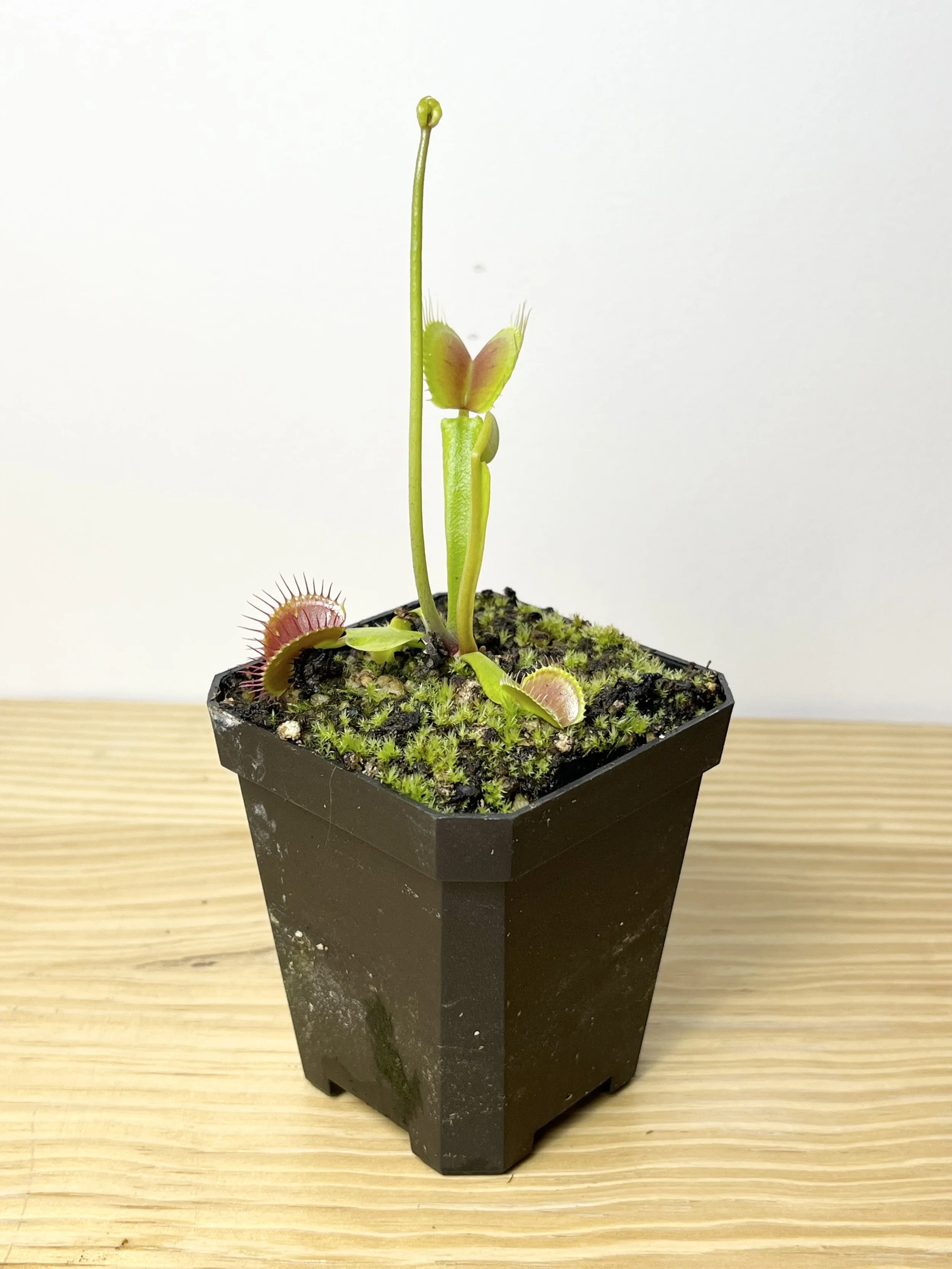 Dionaea muscipula, Venus Flytrap 'B52'