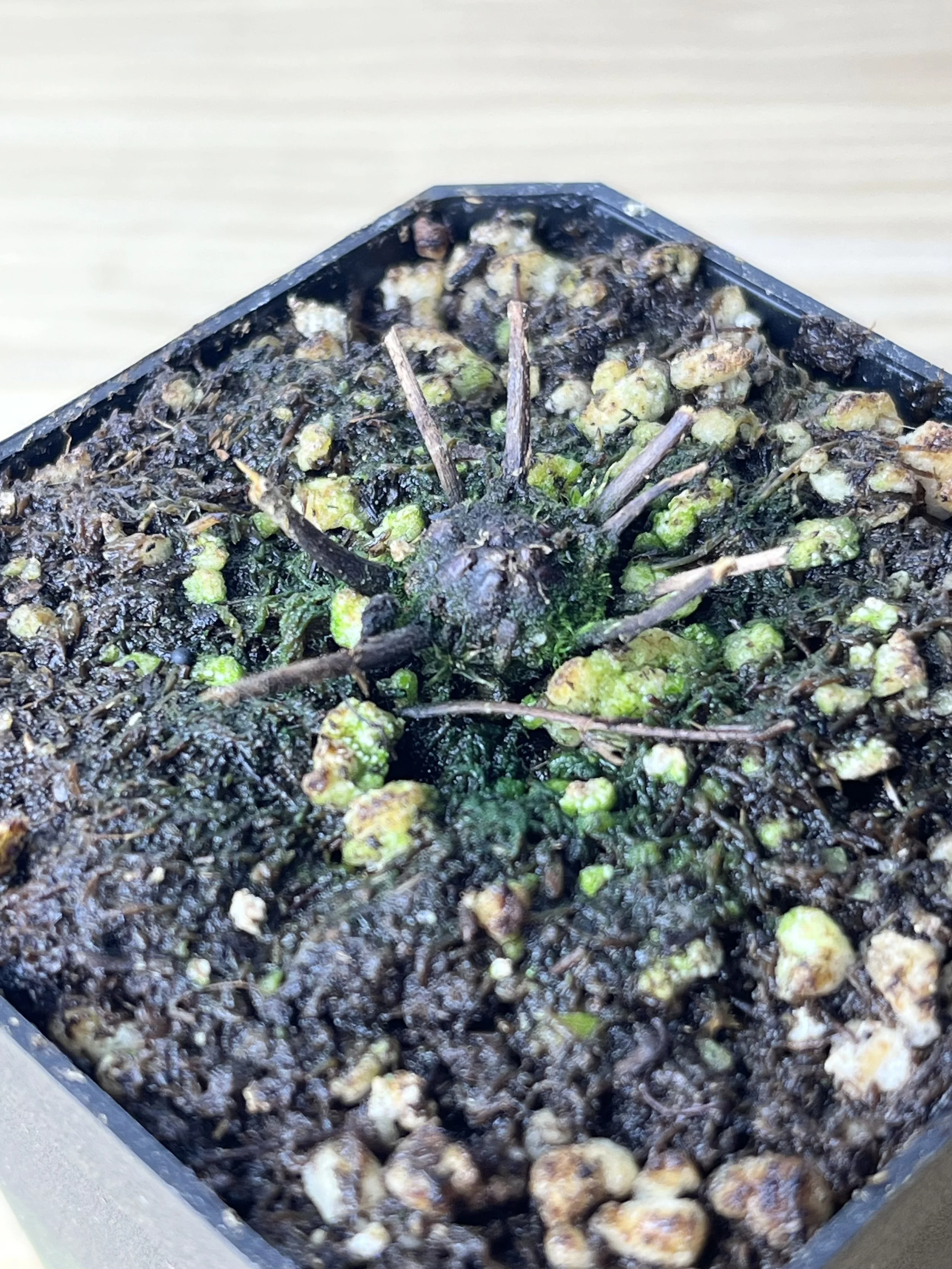 Drosera_filiformis_Dormant.jpeg