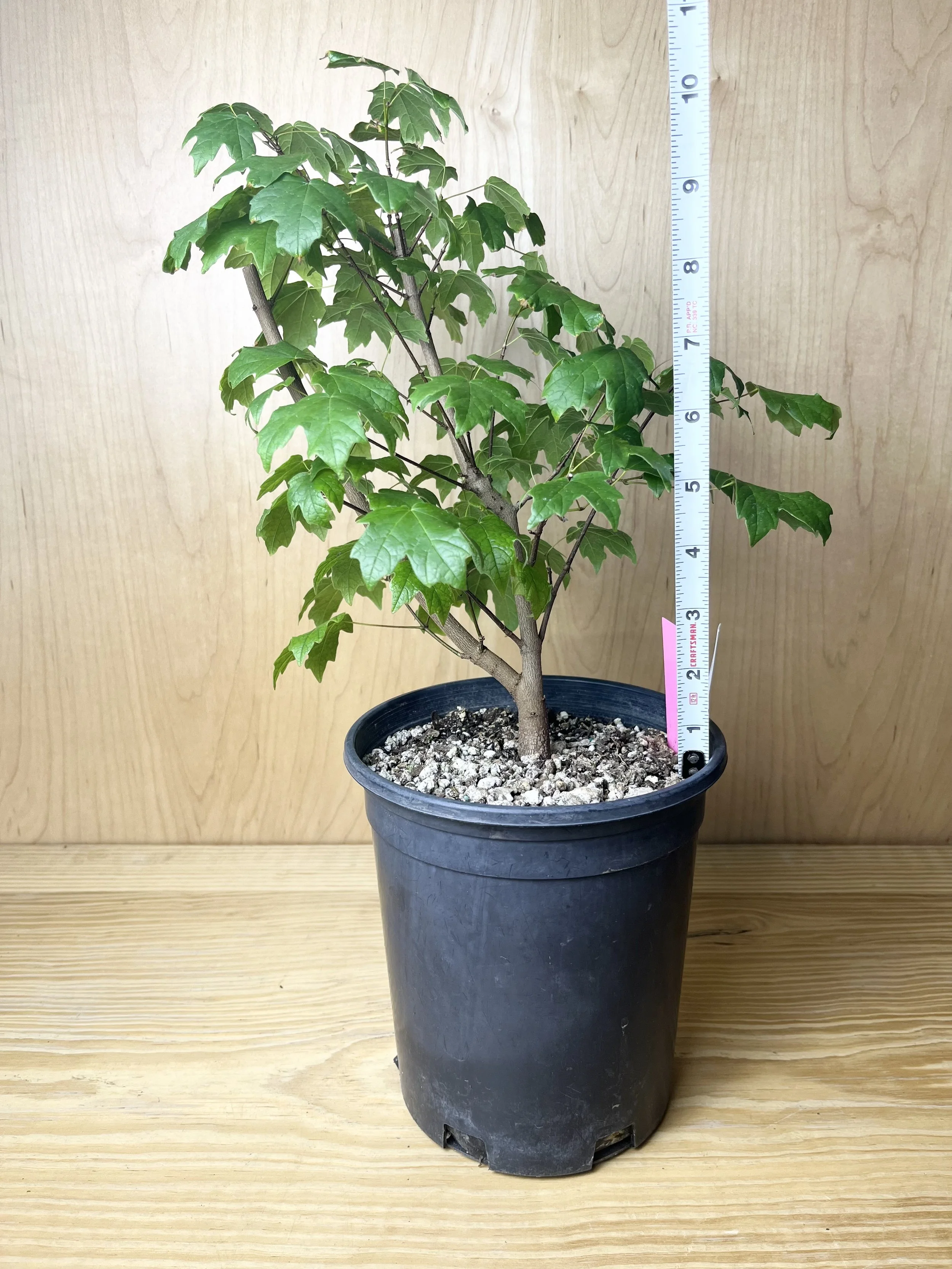 Acer leucoderme, Chalk Maple (01) Pre-Bonsai Tree