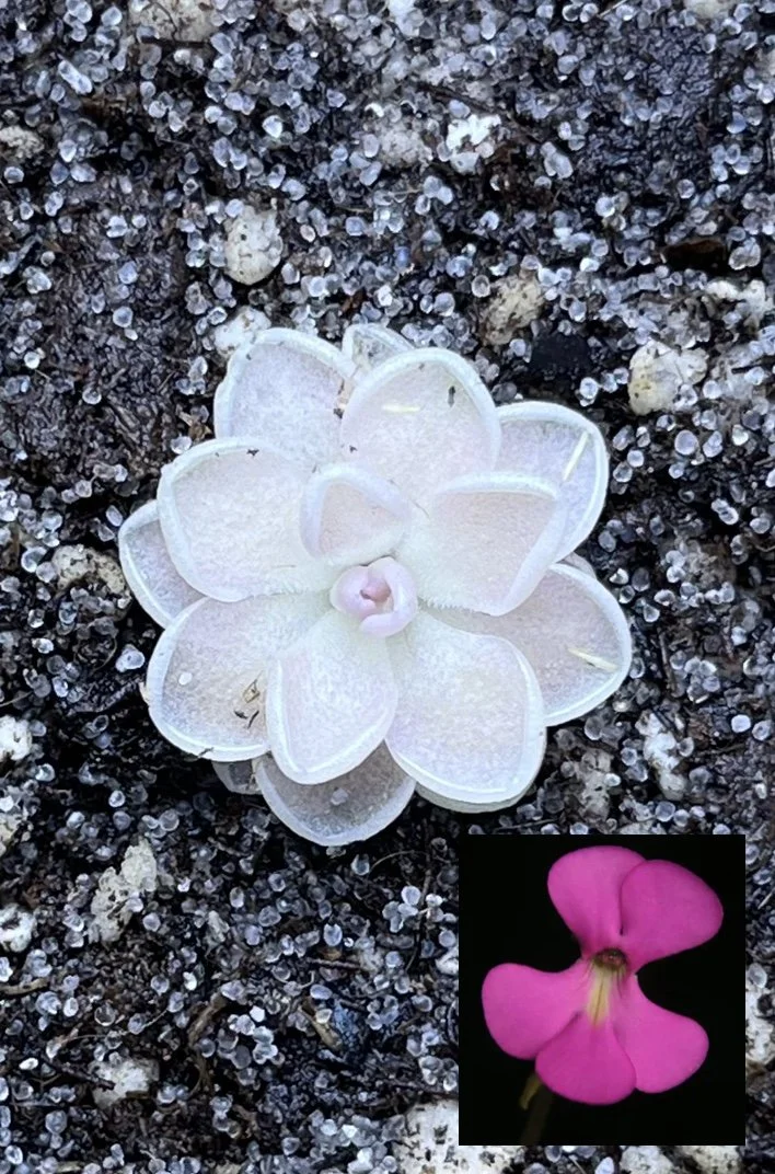 Image 4-28-26 at 12.42 PM (1).jpg