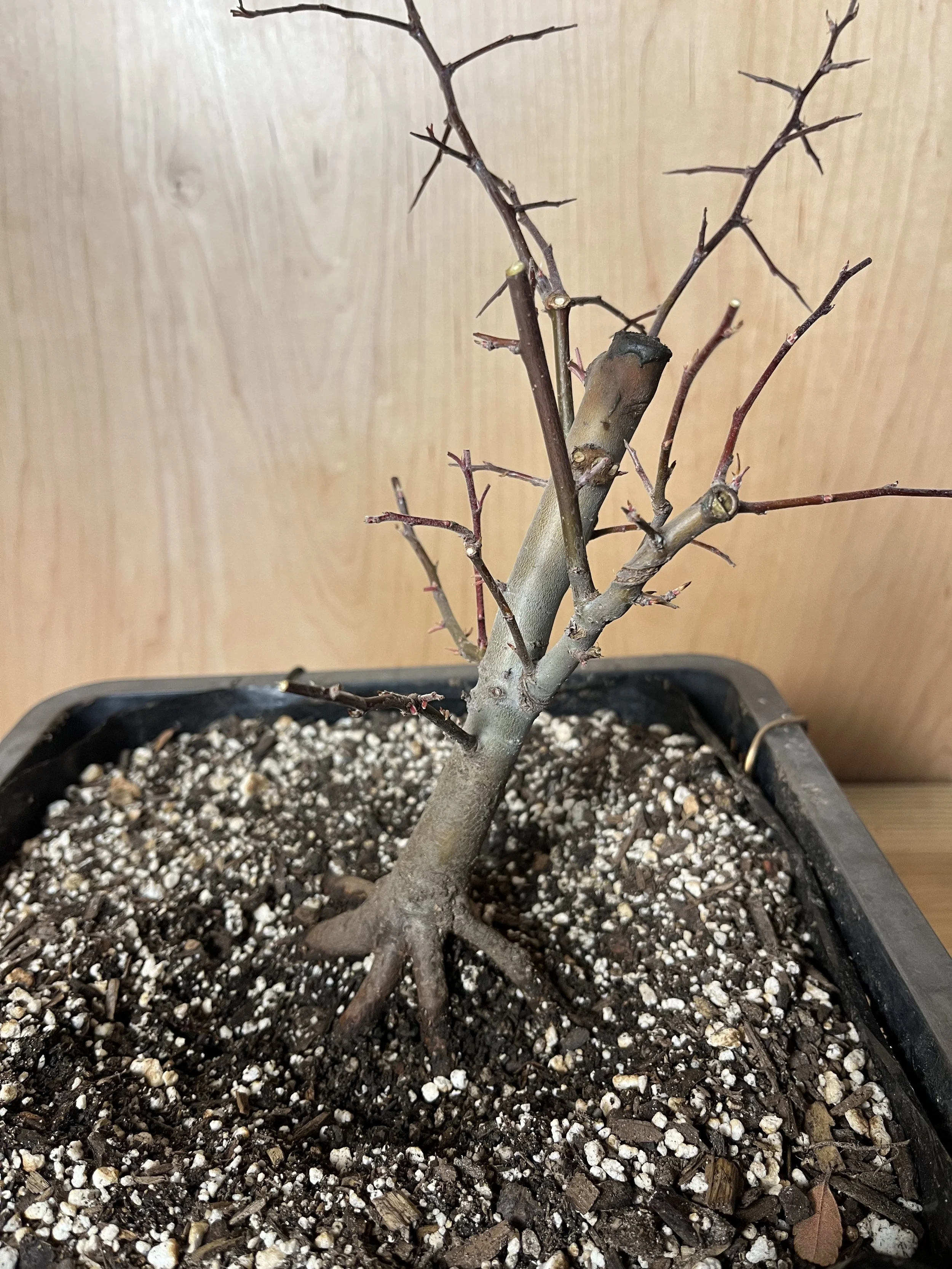 Malus angustifolia (R009), Southern Crabapple Pre-Bonsai