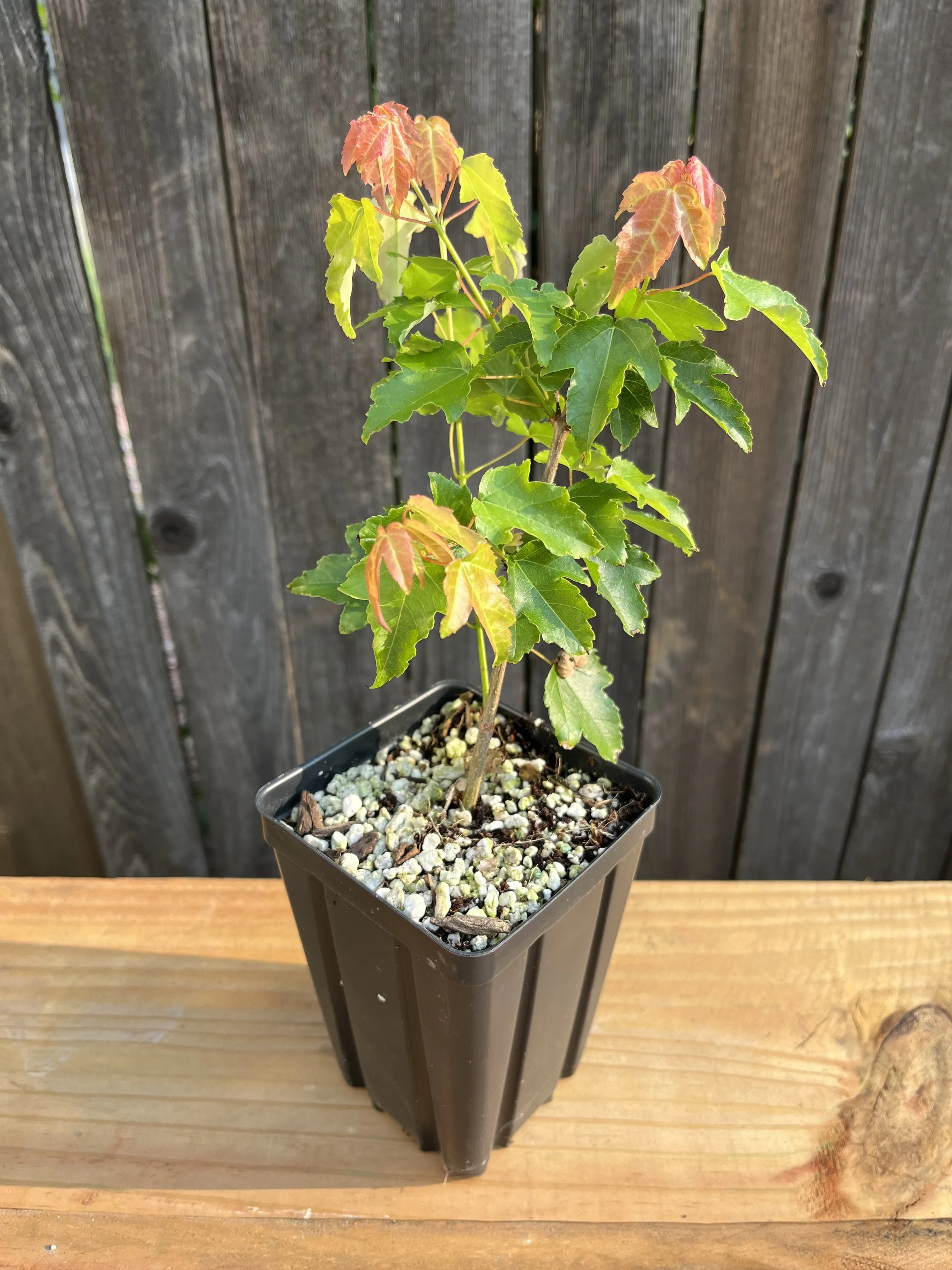 Acer buergerianum, Trident Maple Starter Tree