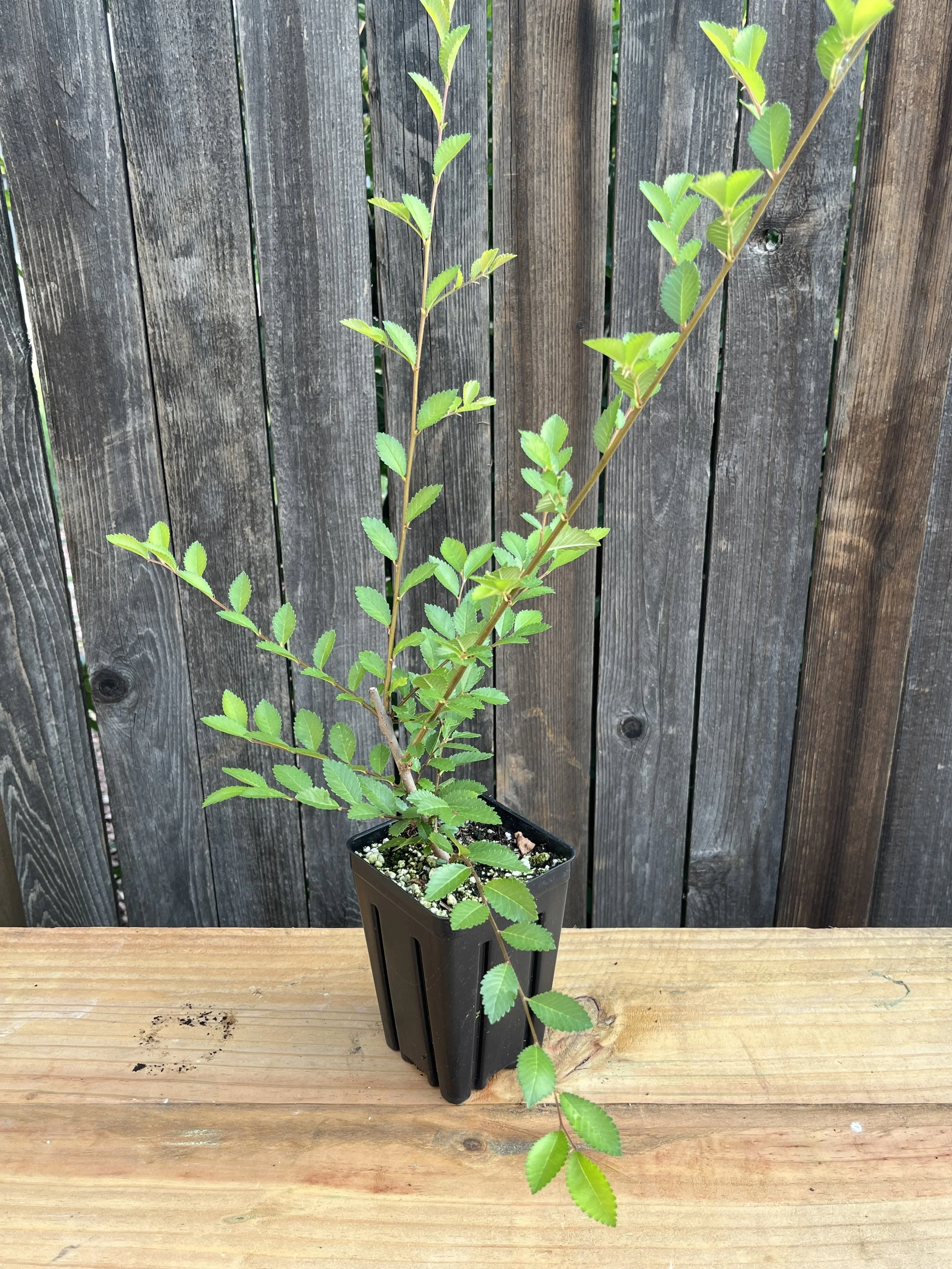 Ulmus parvifolia (rough bark), Chinese Elm Starter Tree