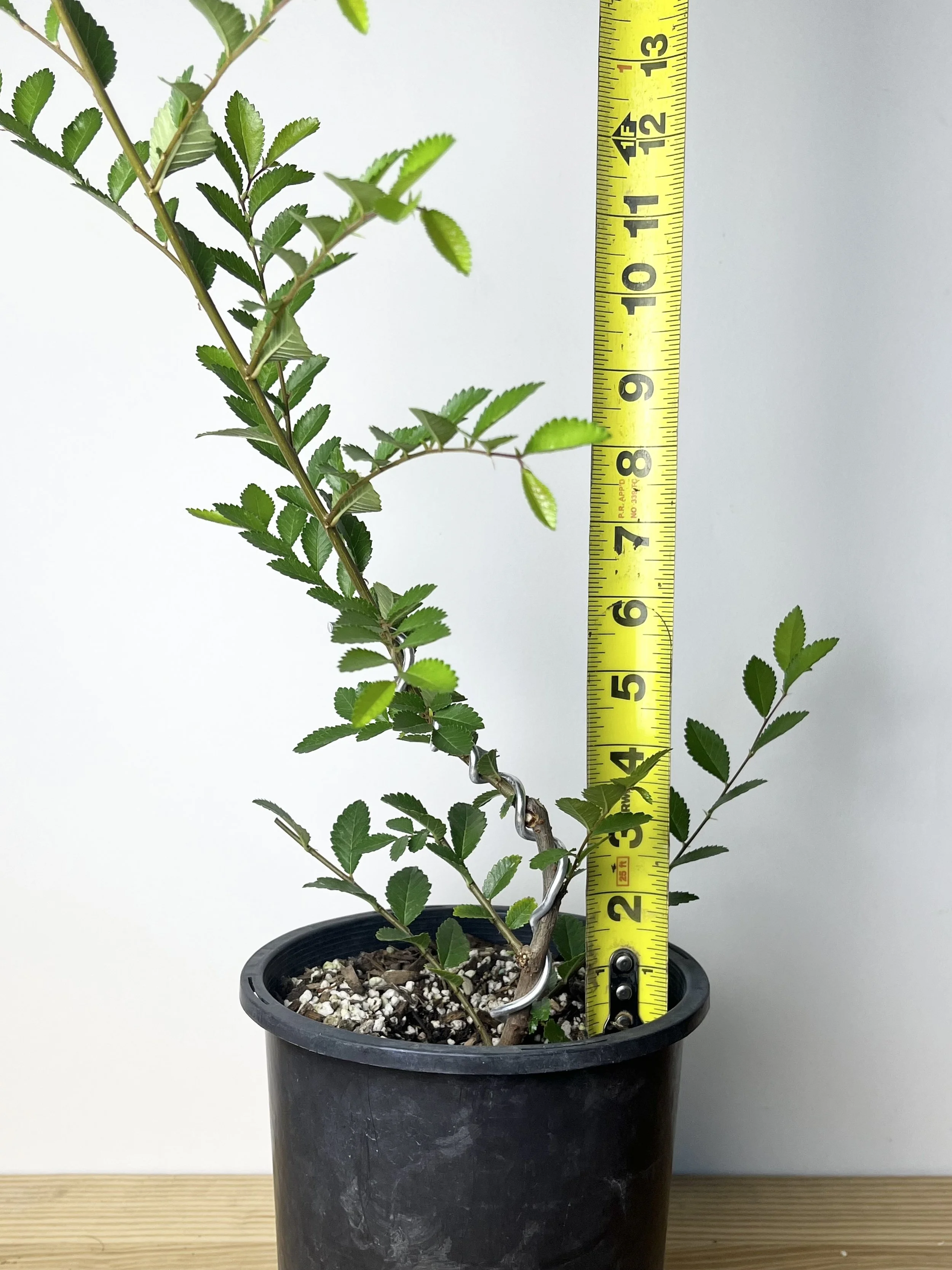 Ulmus parvifolia (rough bark), Chinese Elm Bonsai Tree