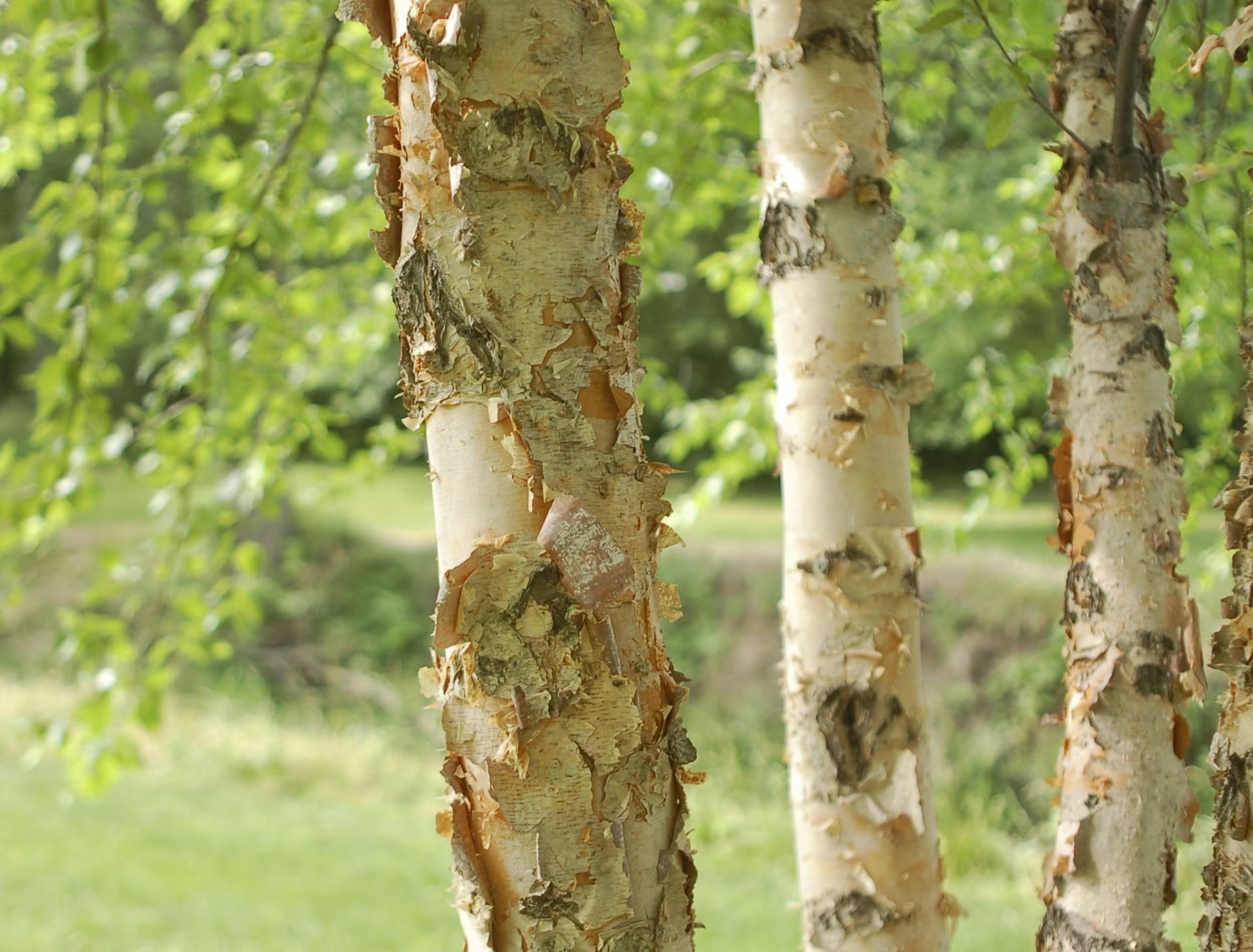 river-birch-tree.jpeg