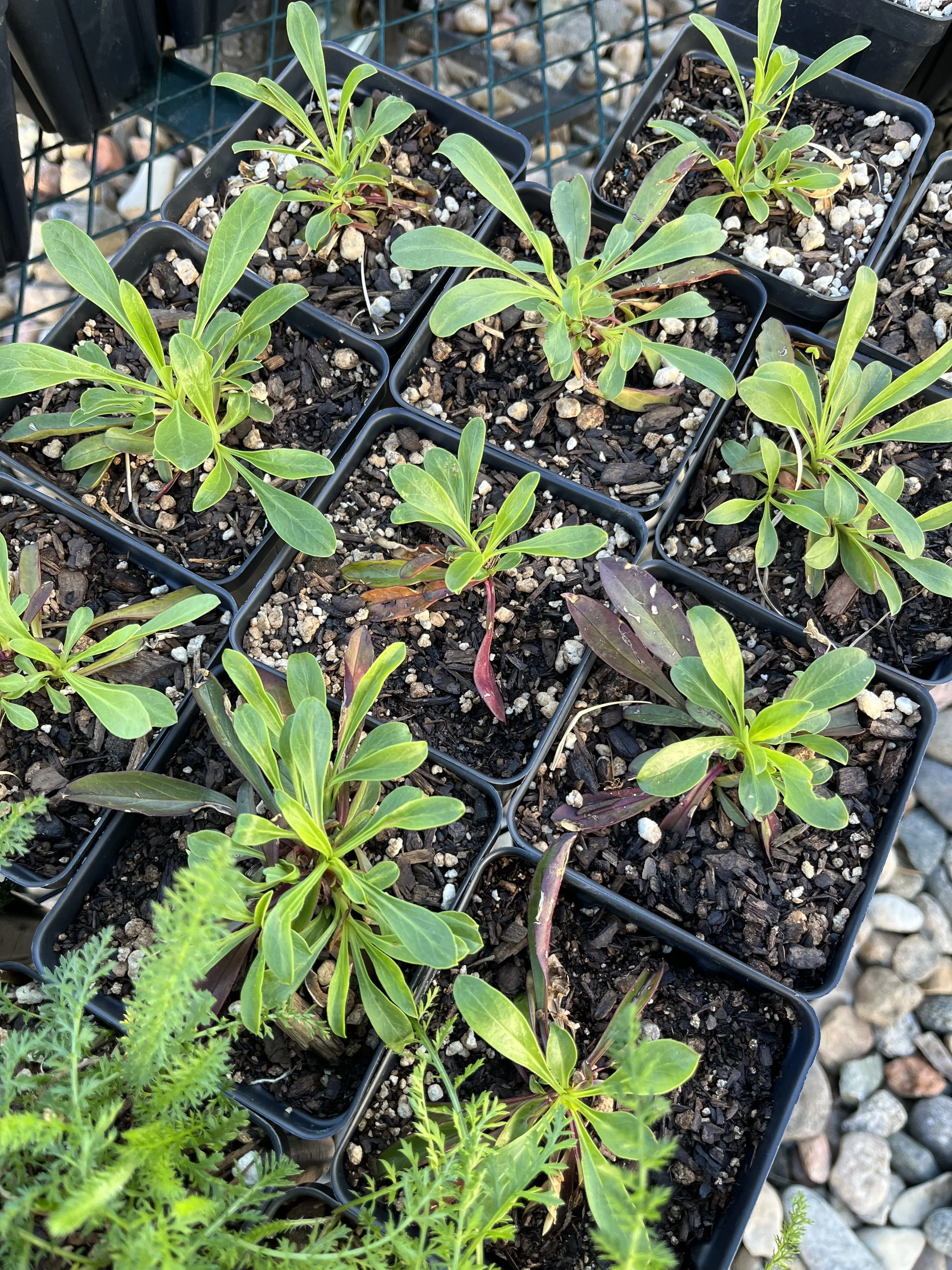 Penstemon strictus, Rocky Mountain Penstemon- 5" Deep Pot