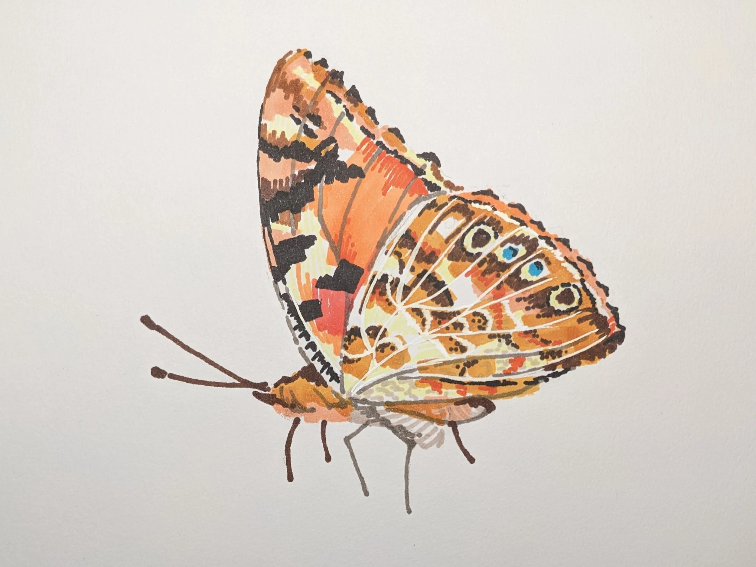 Butterfly 02