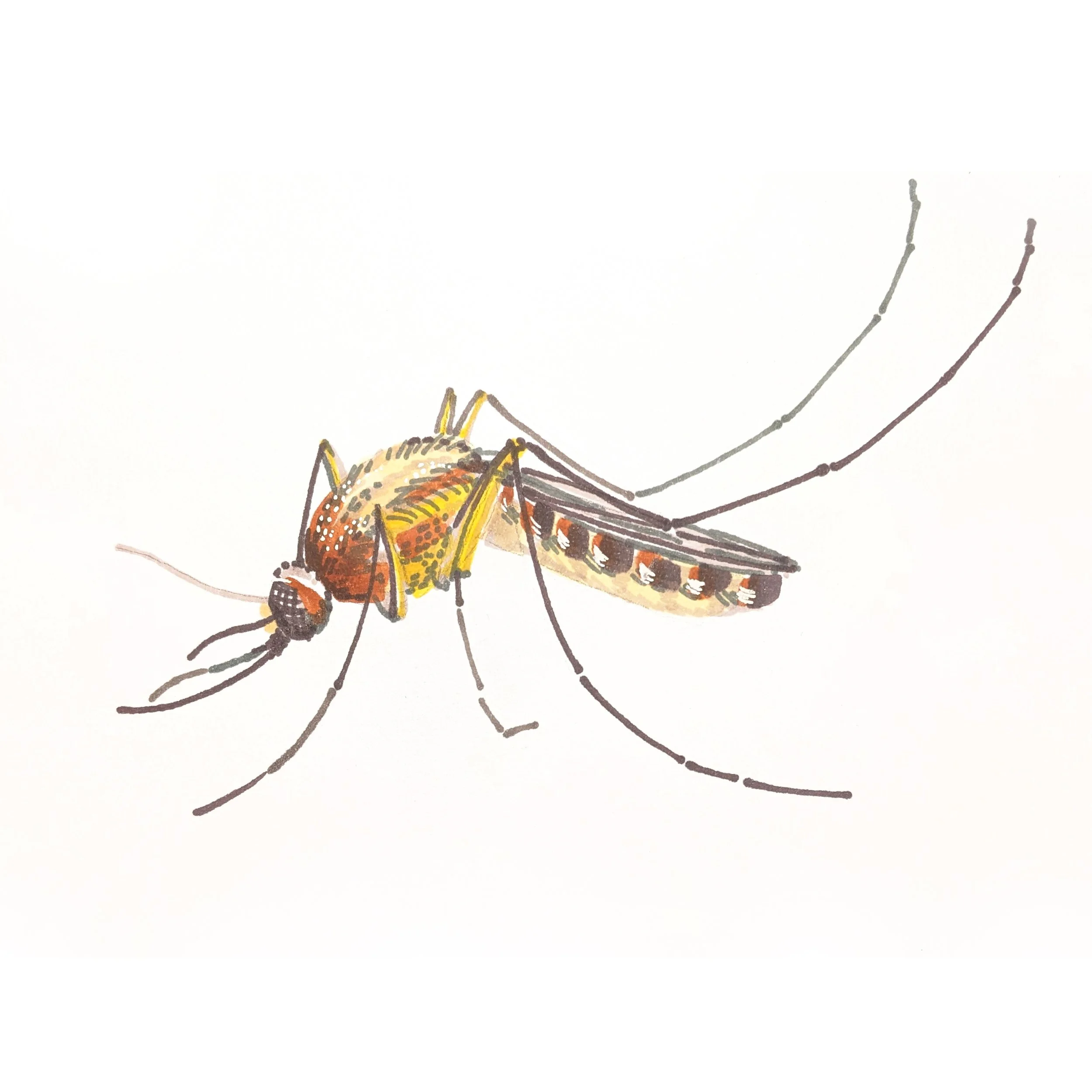 Mosquito 01