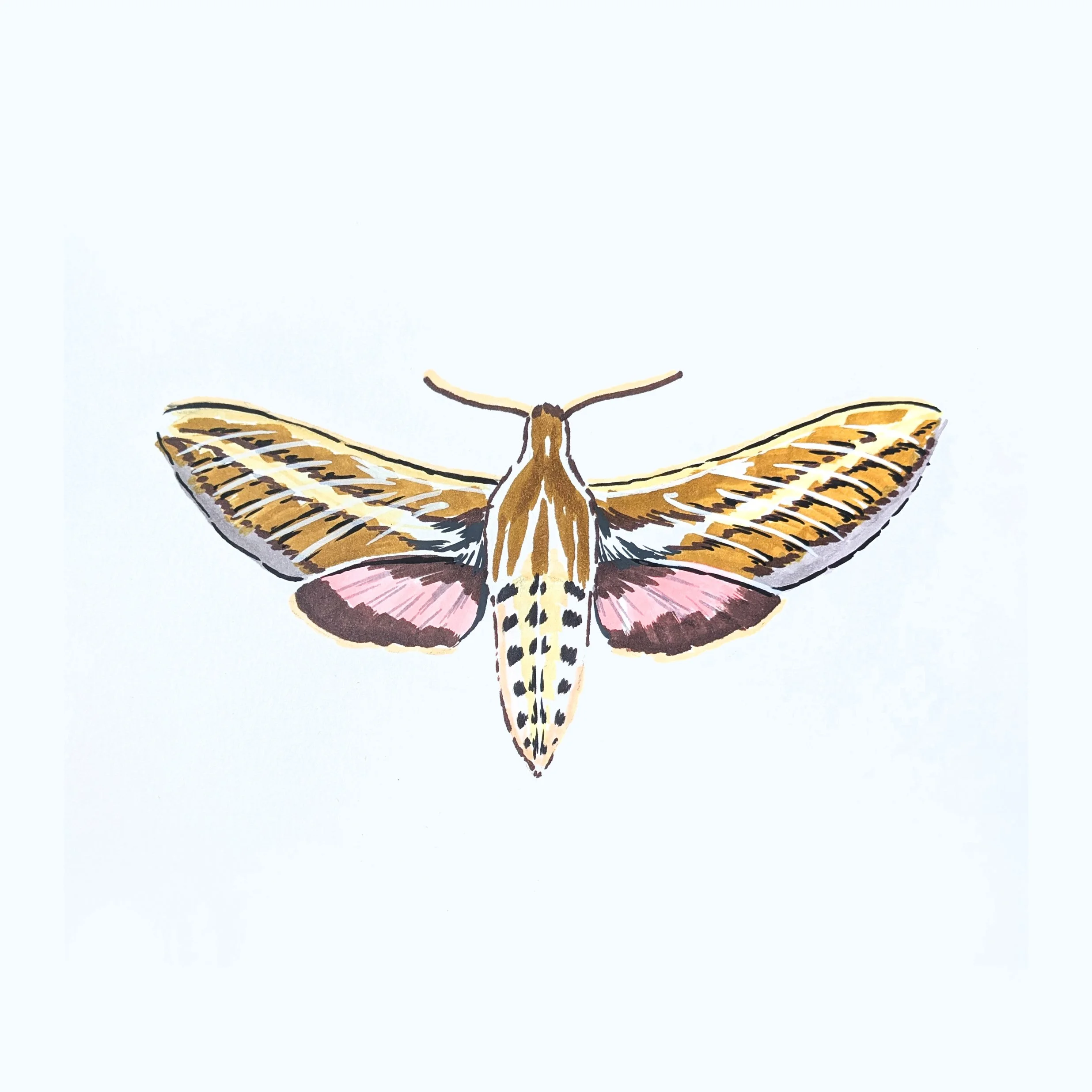 Moth 02
