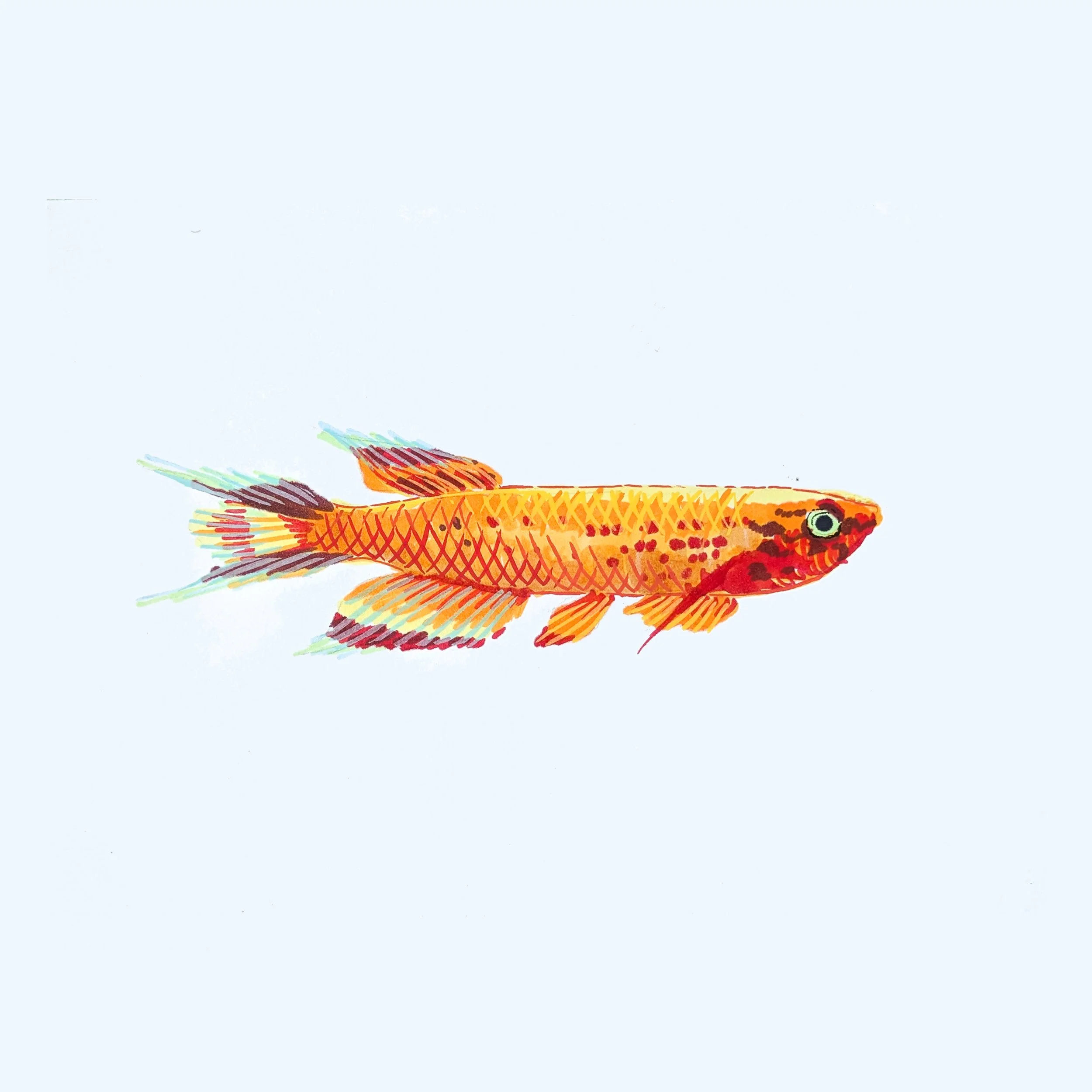 Fish 02