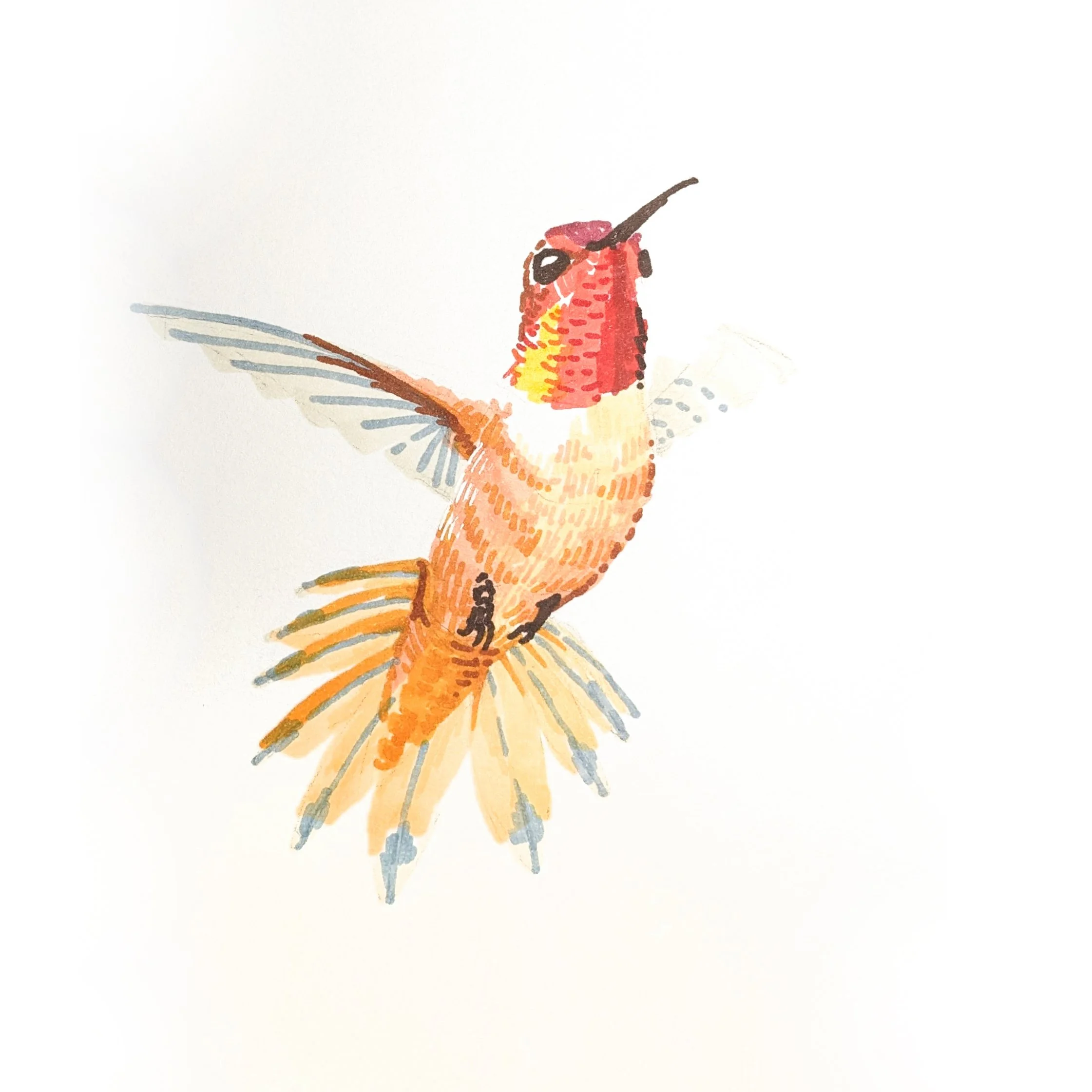 Hummingbird 01