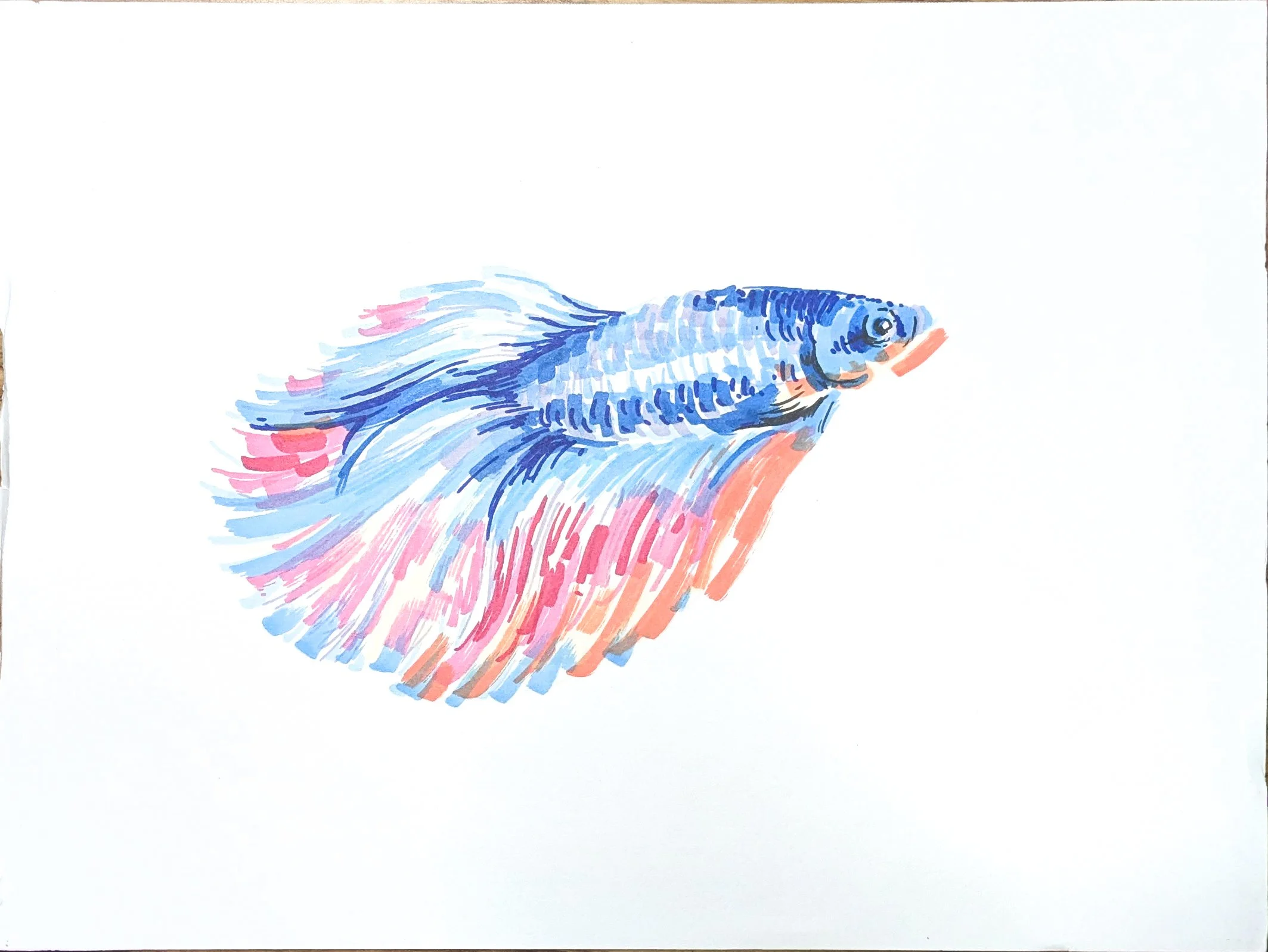 Fish 01 
