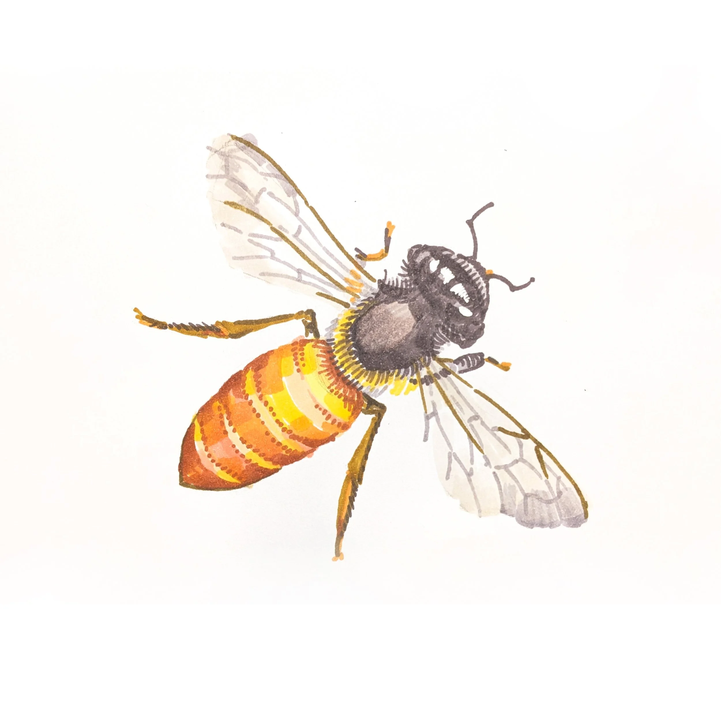 Bee 01