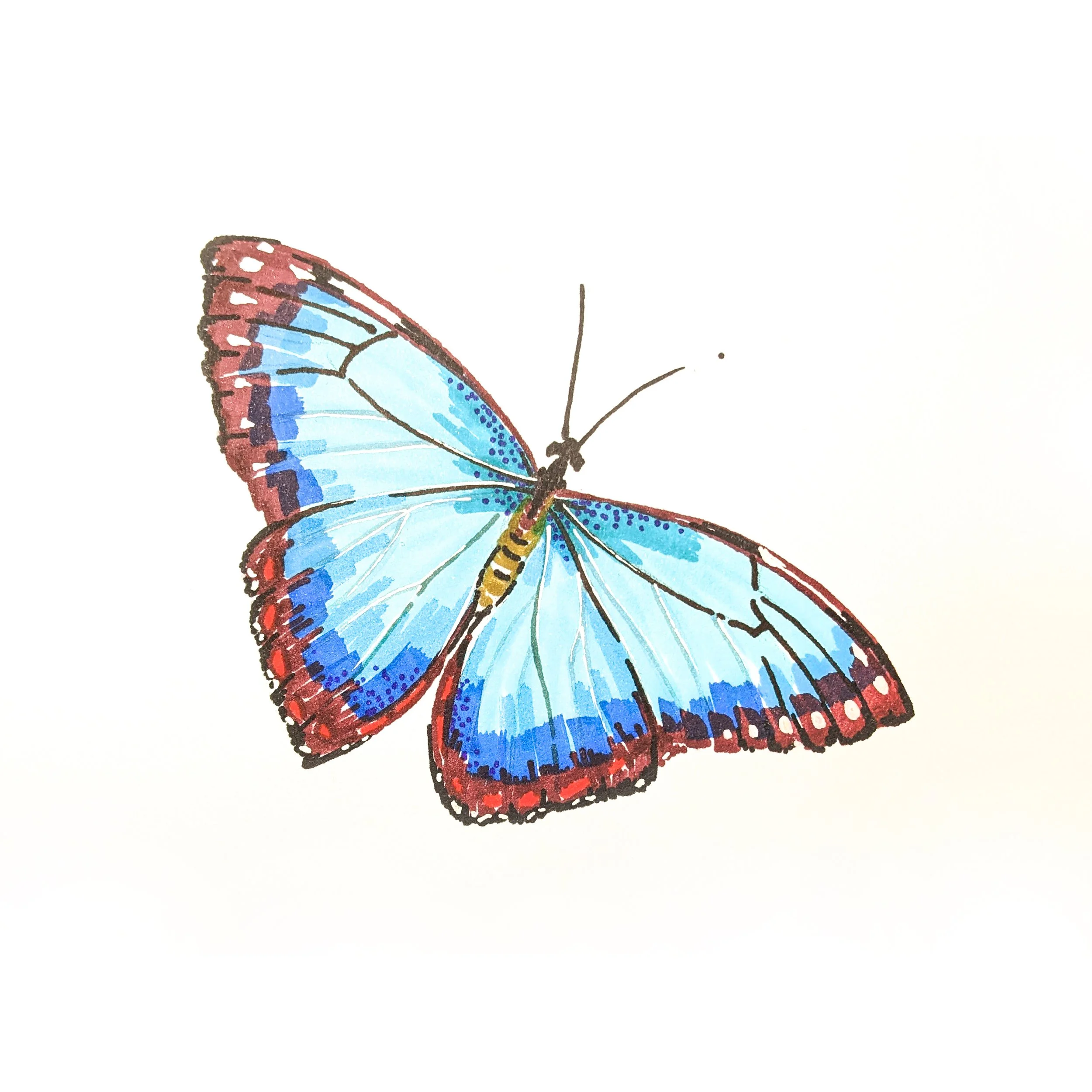 Butterfly 01