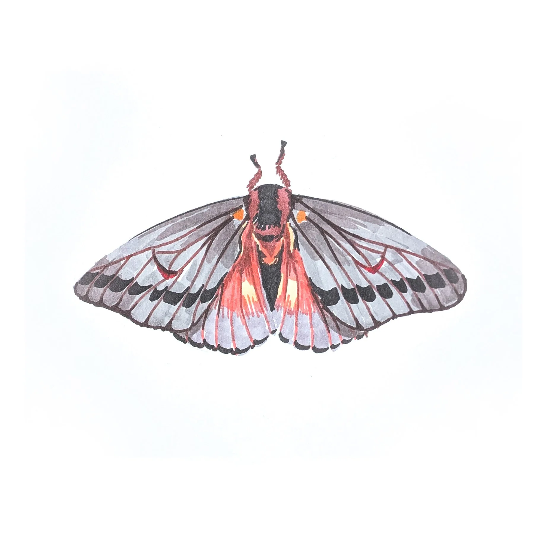 Moth 01