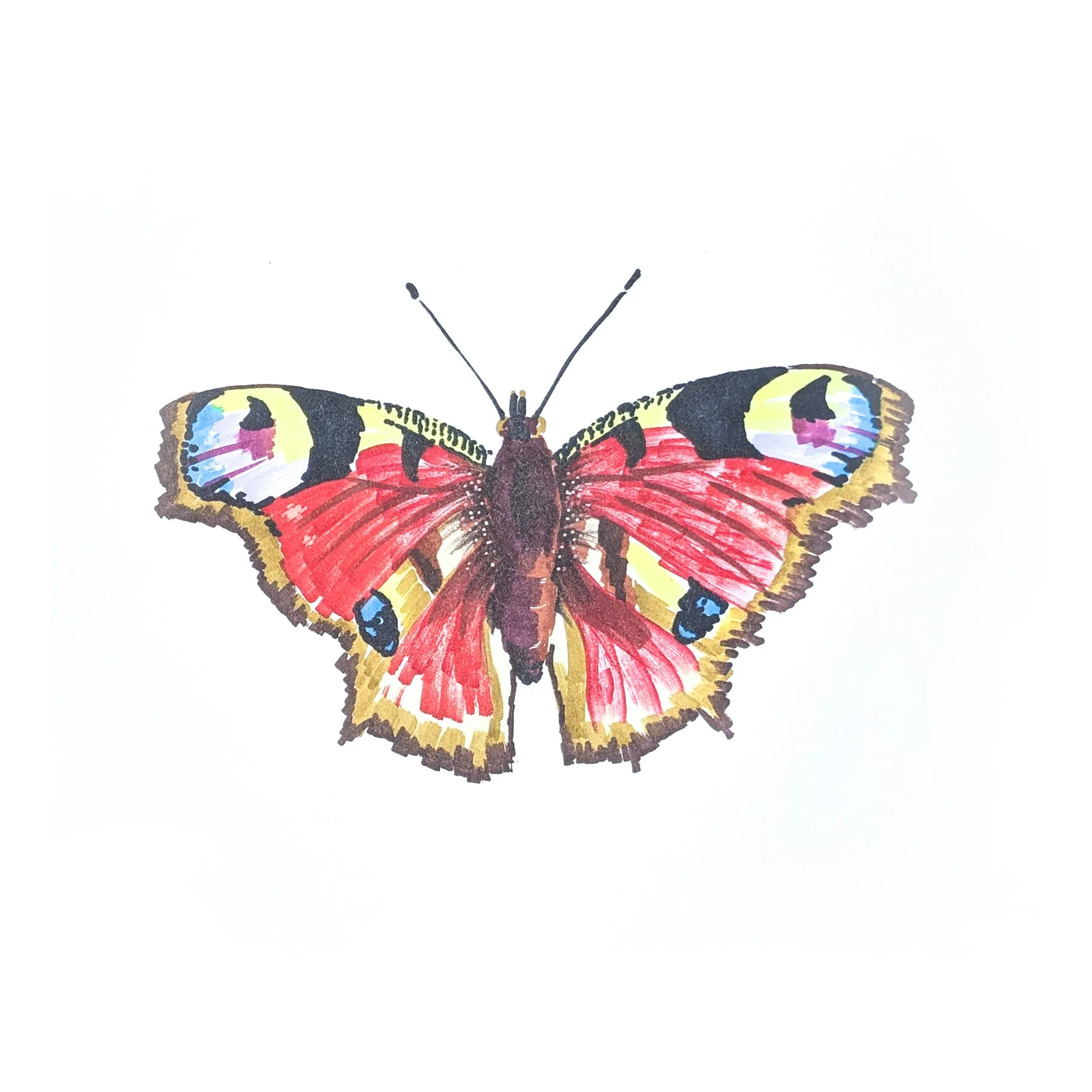 Butterfly 03