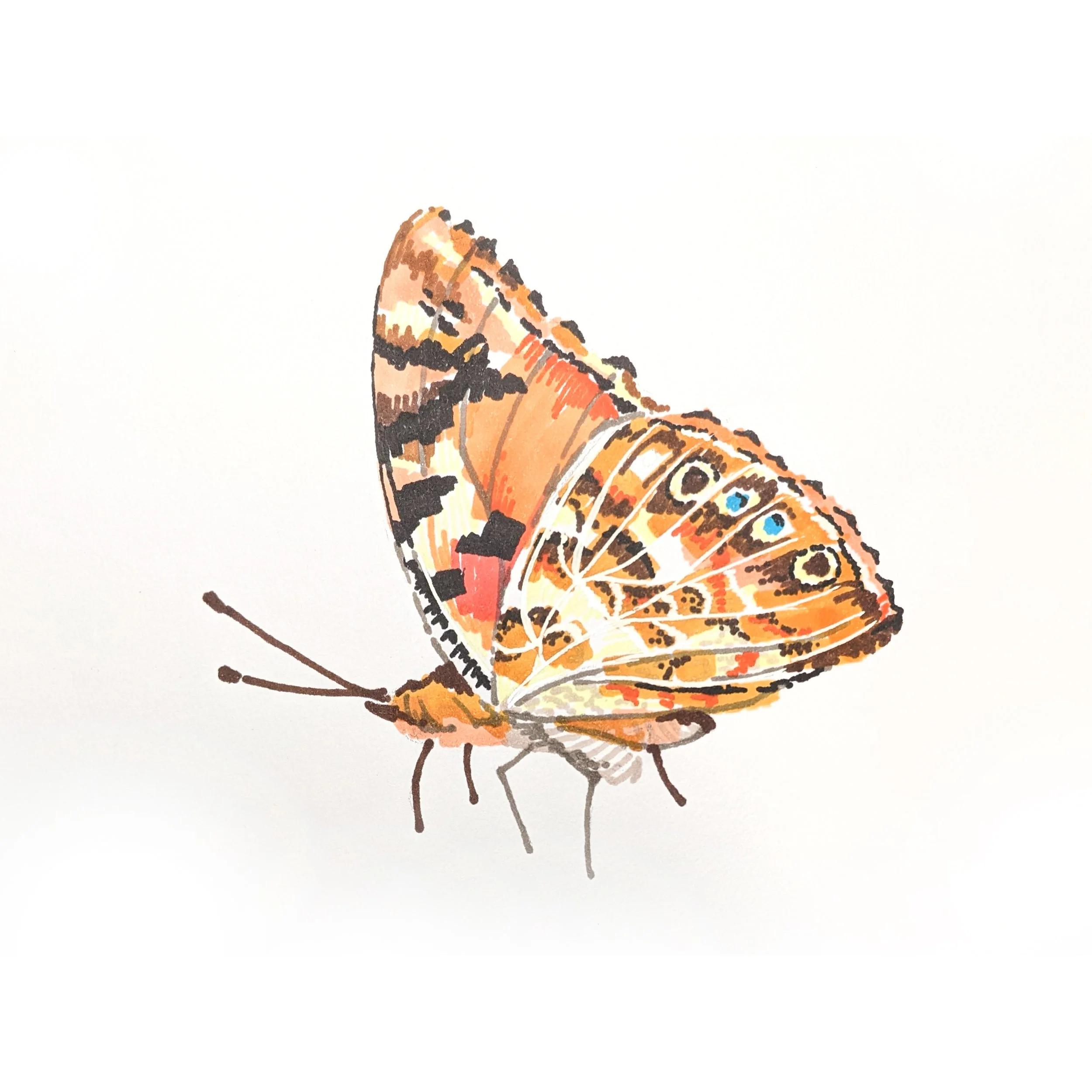 Butterfly 02