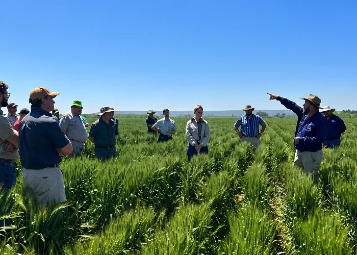 SA Seed team Dr Andre in wheat field.webp