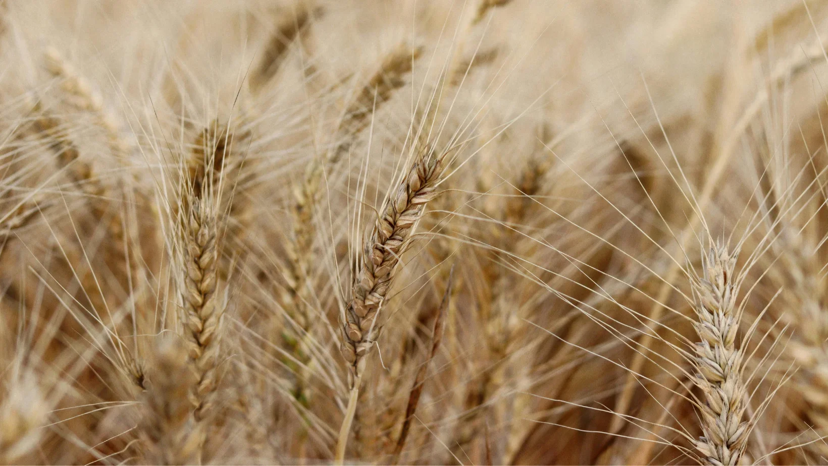 Wheat ready for harvest