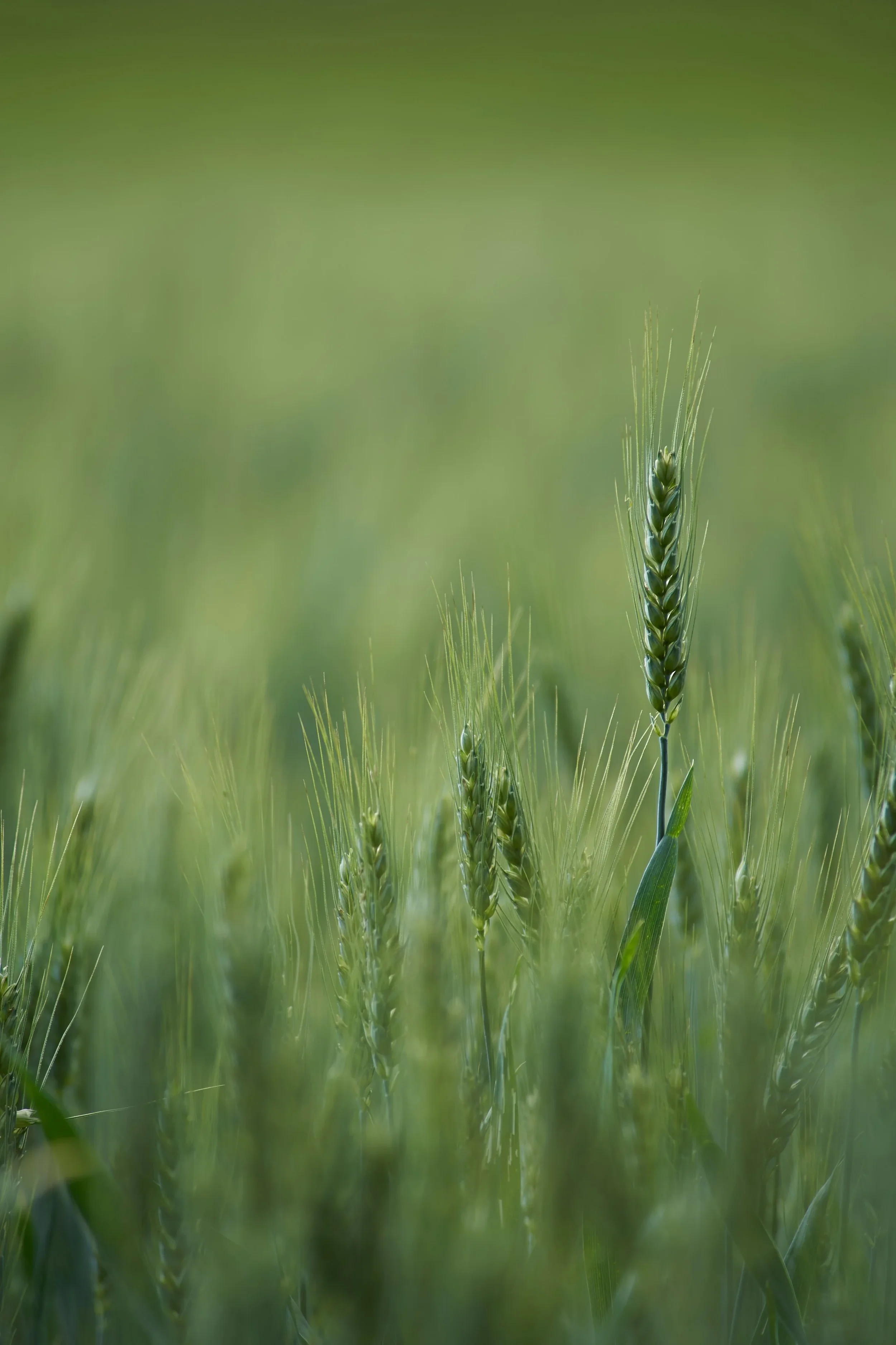 Wheat still green. close up shot 