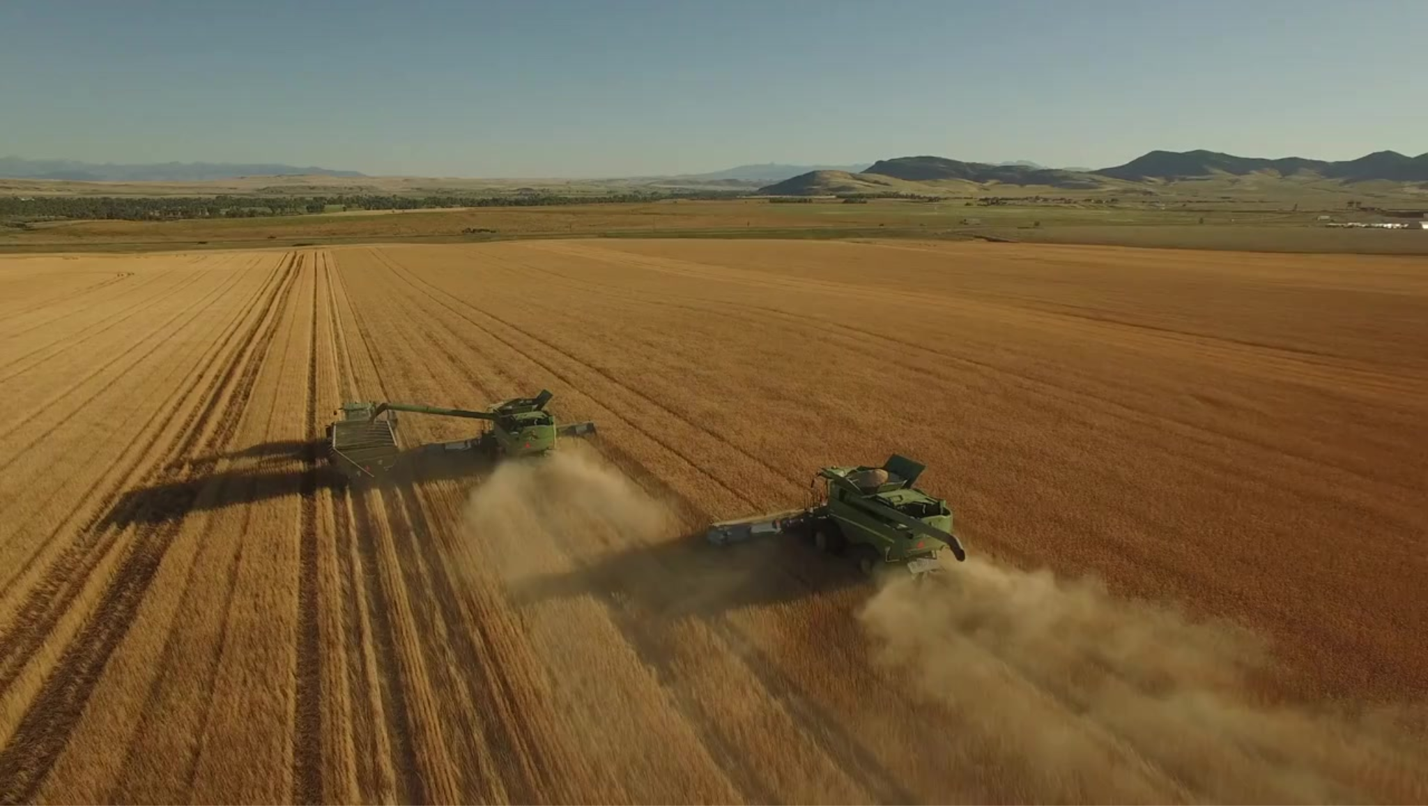 SA Seed Development | Quality Wheat Seed