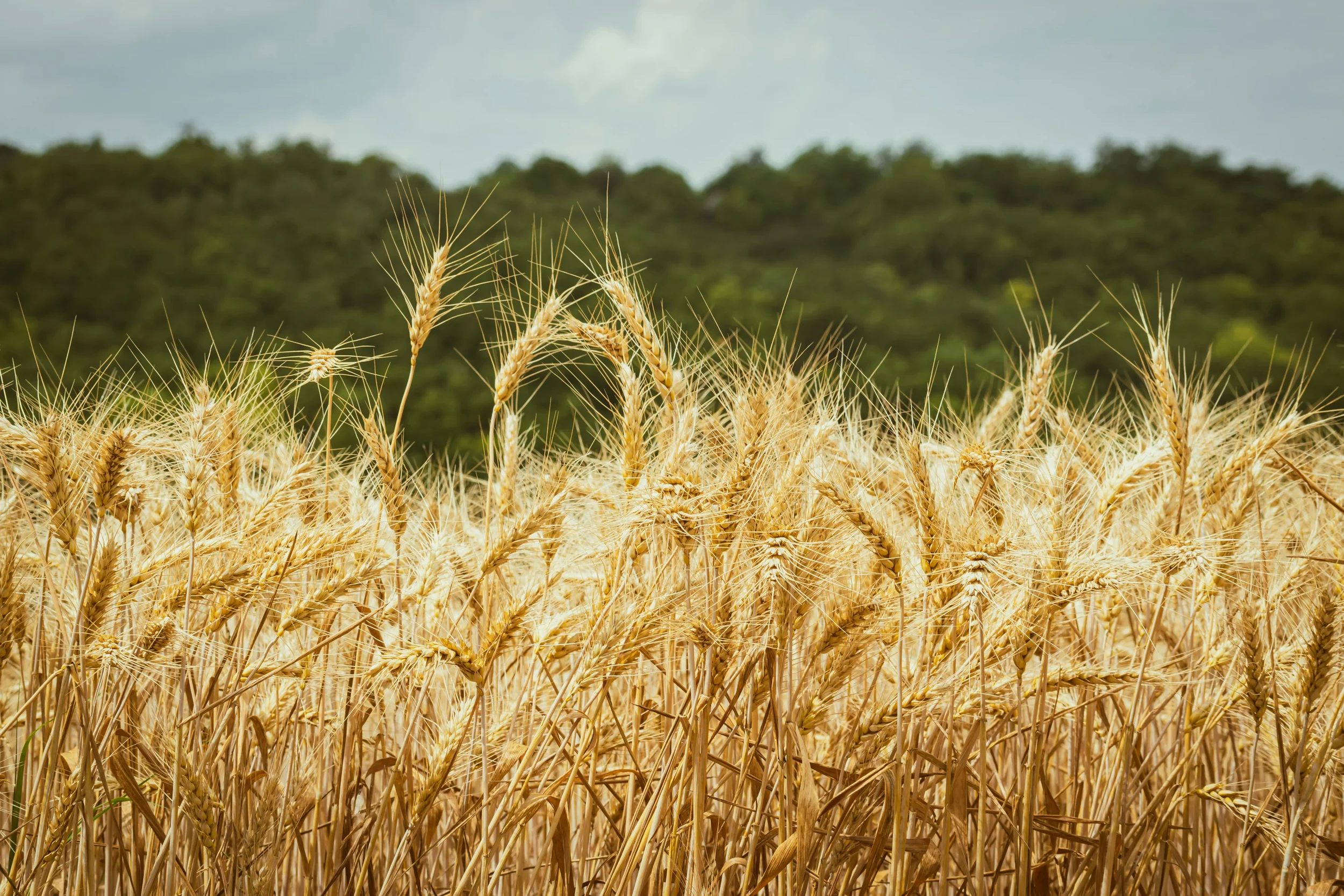 Golden wheat ready to harvest