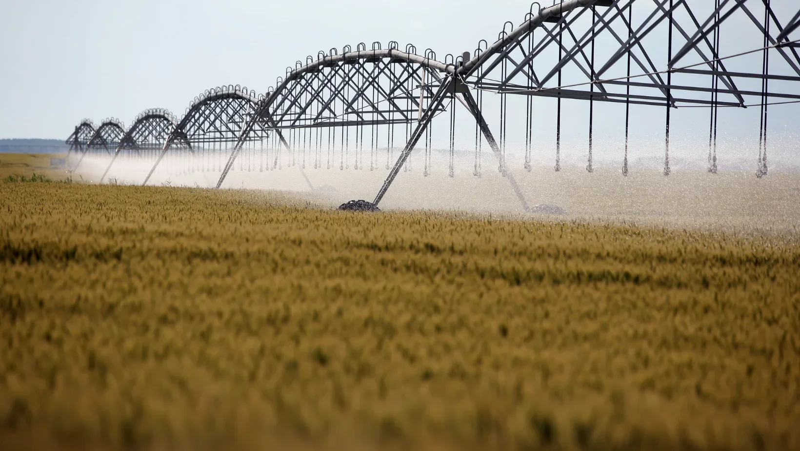 Wheat getting irrigated 
