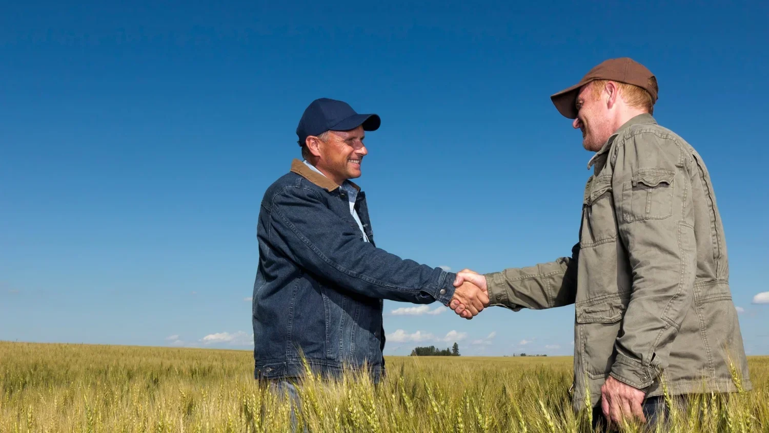 Farmers shaking hands in wheat field