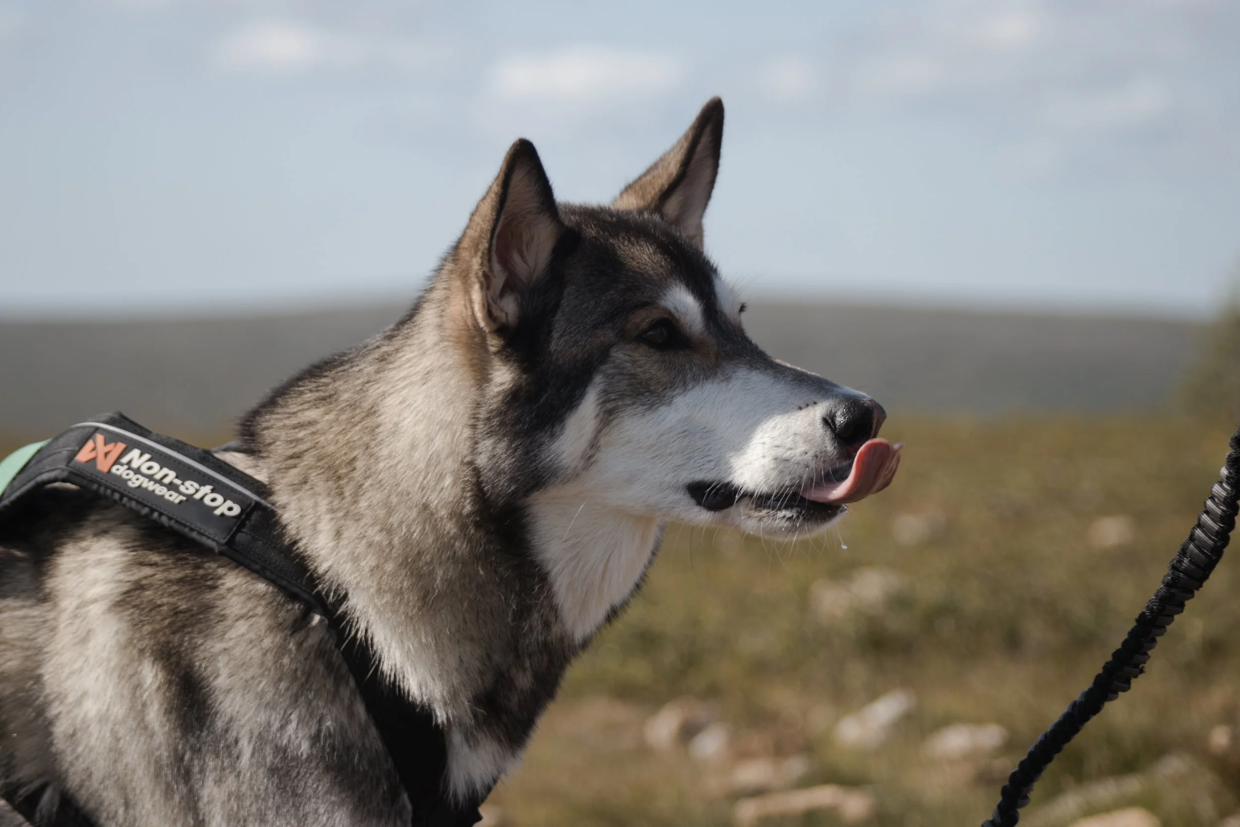 Koira2.jpg
