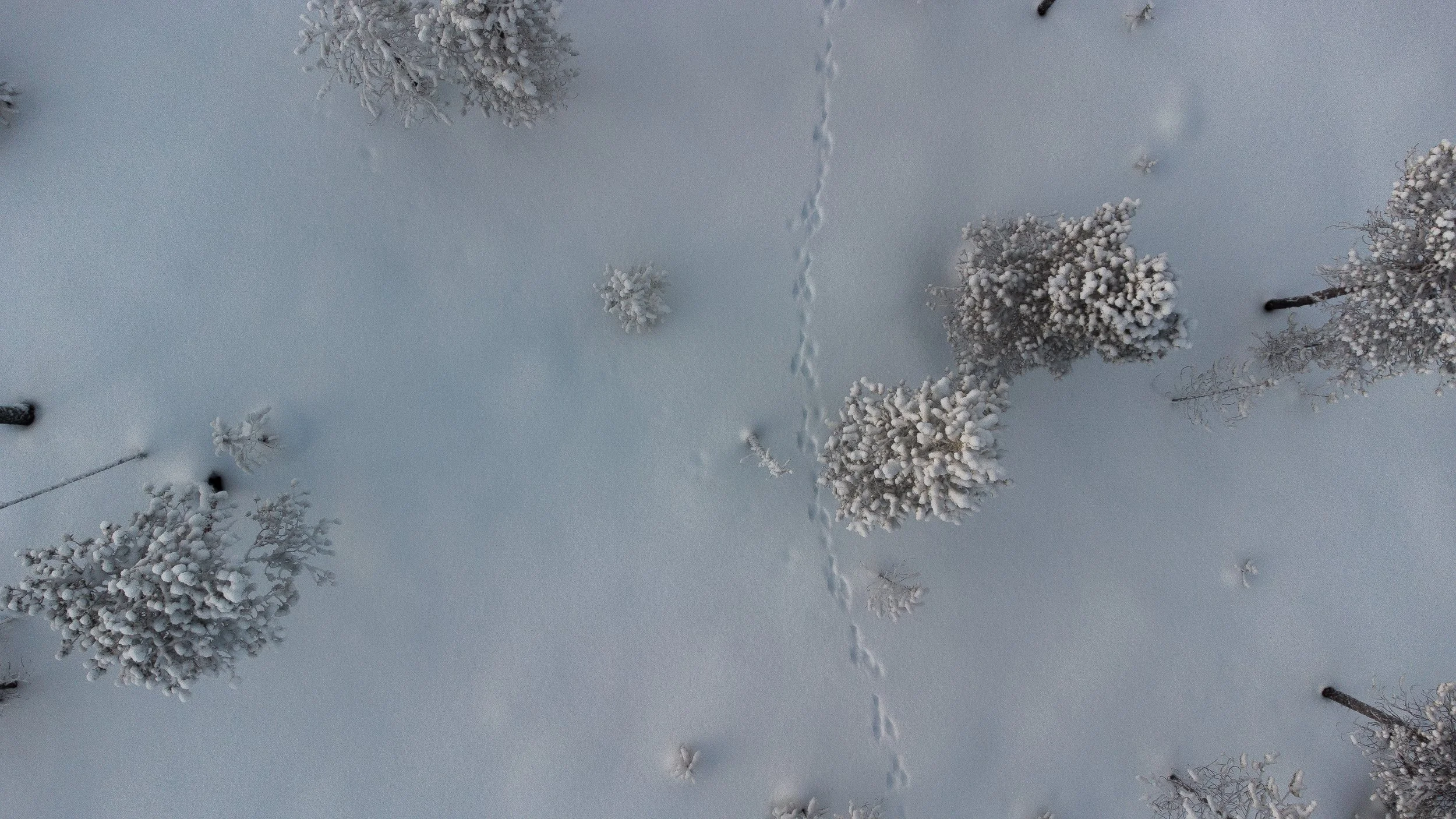 DroneTalviKuva.11.1.2025 -Teemu Pohjoisvirta-4.jpg