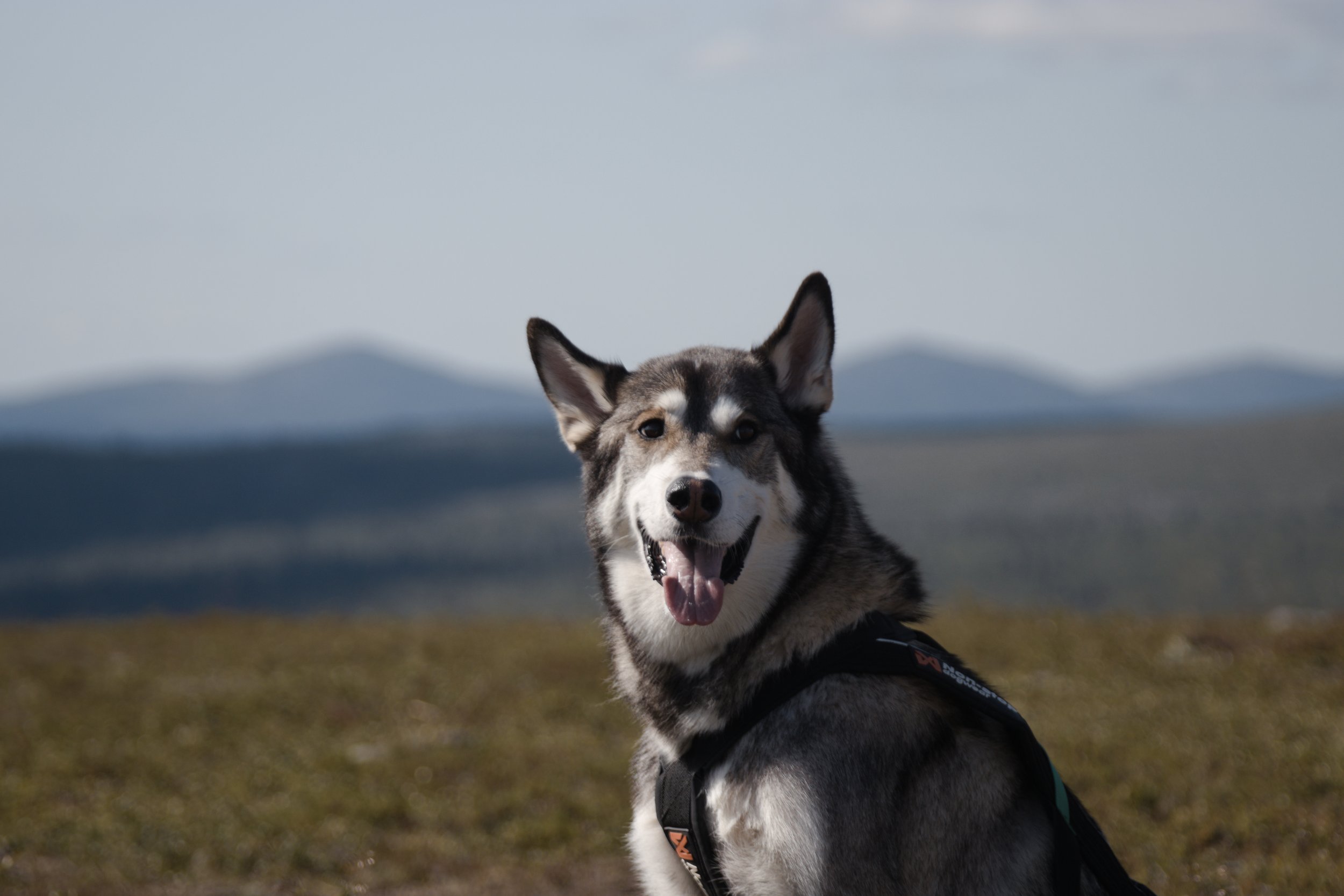 Koira1.jpg