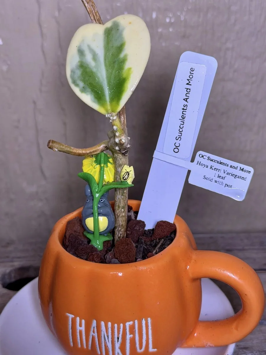 Hoya Kerrii Variegated | Sweetheart Plant | Thankful Mug Set - view 2