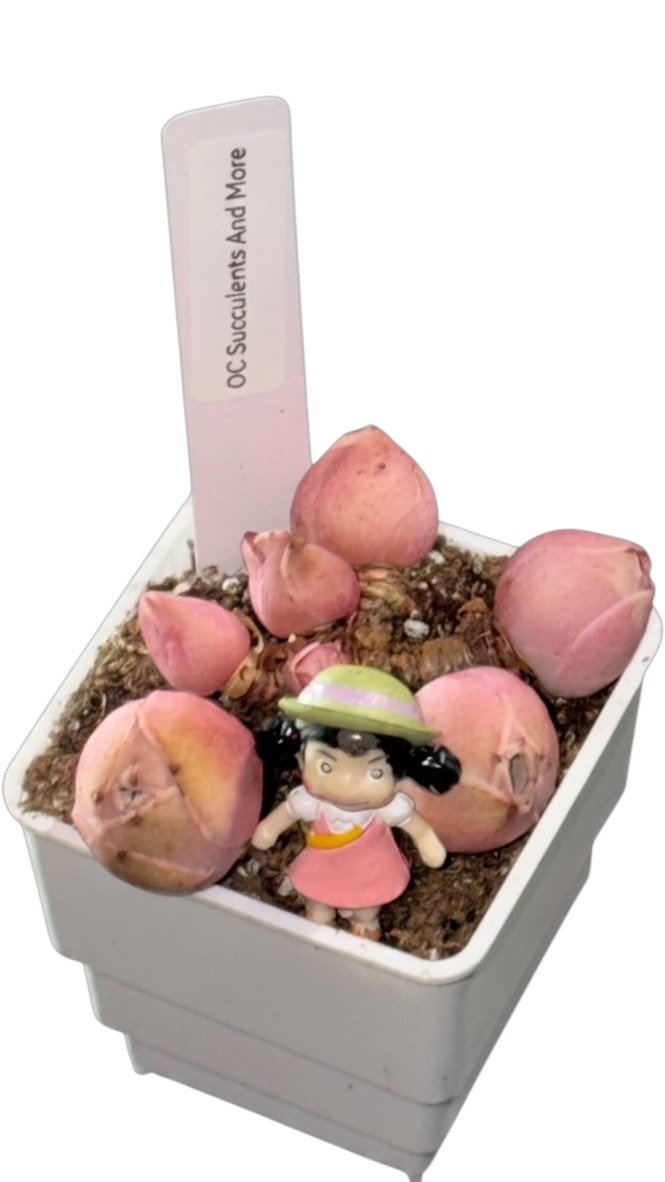 Rare Greenovie Mountain Rose | Live Rose Bud Succulent