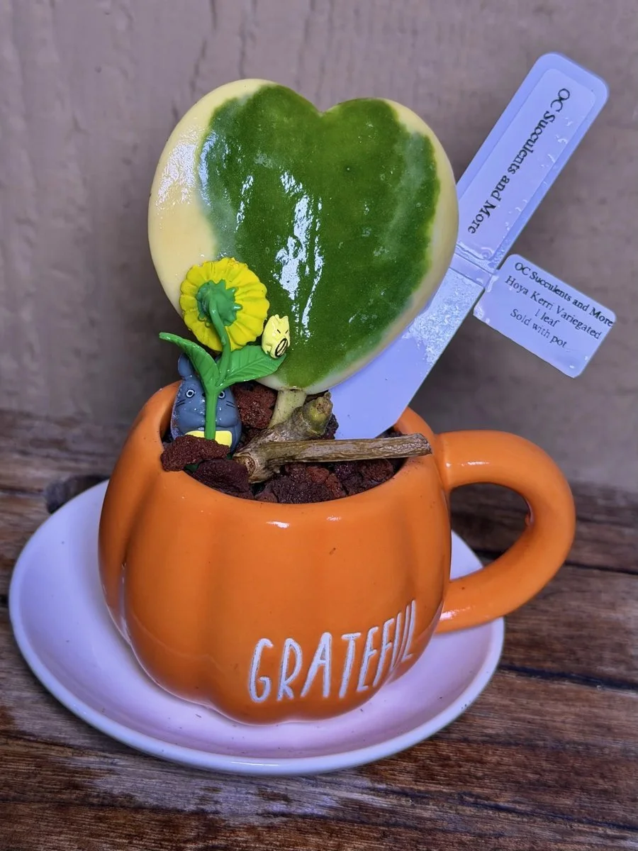 Hoya Kerrii Variegated | Sweetheart Plant | Grateful Mug Set - view 4