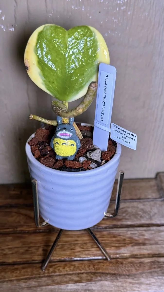 Hoya Kerrii Variegated | Sweetheart Plant | Ribbed Pot Set
