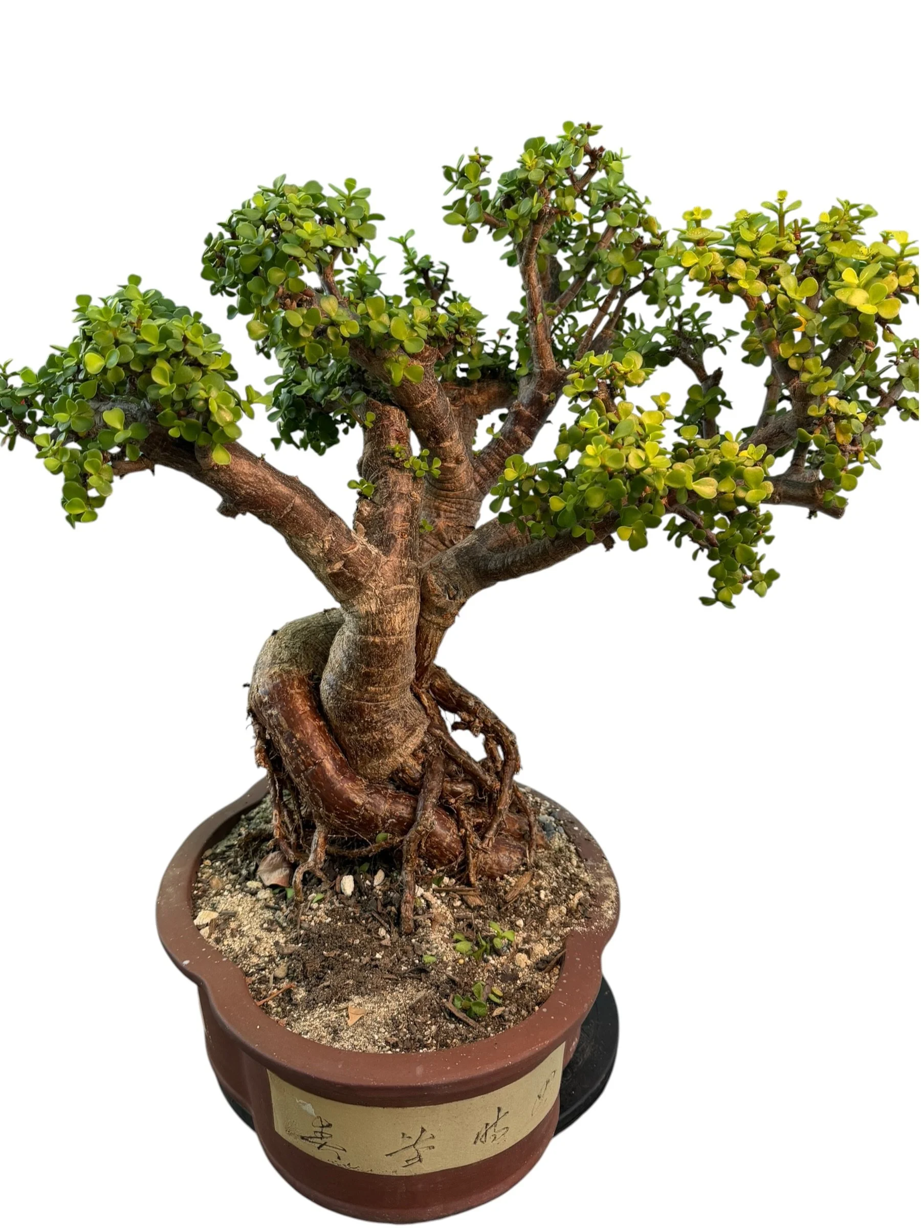 Live Portulacaria Afra | Elephant Bush Bonsai (34-inch) - view 10