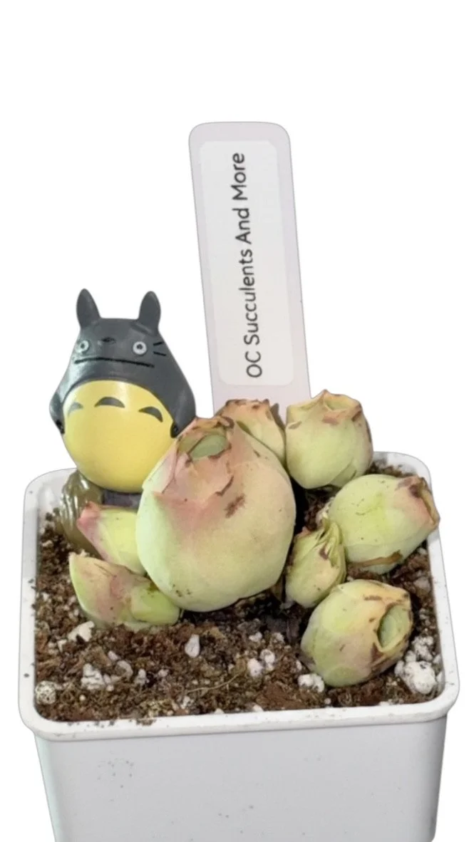 Live Aeonium Aureum | Green Rose Buds |  Mountain Rose
