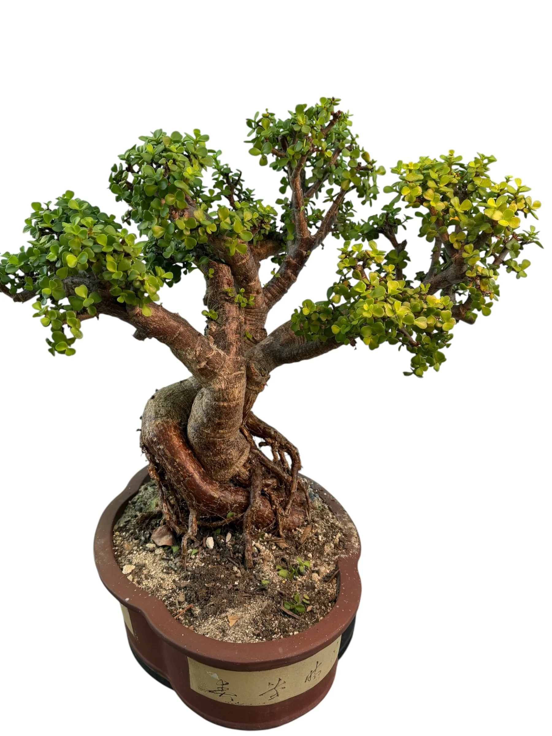 Live Portulacaria Afra | Elephant Bush Bonsai (34-inch) - view 12