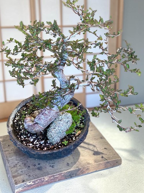 OC Succulents and More, business photo 4