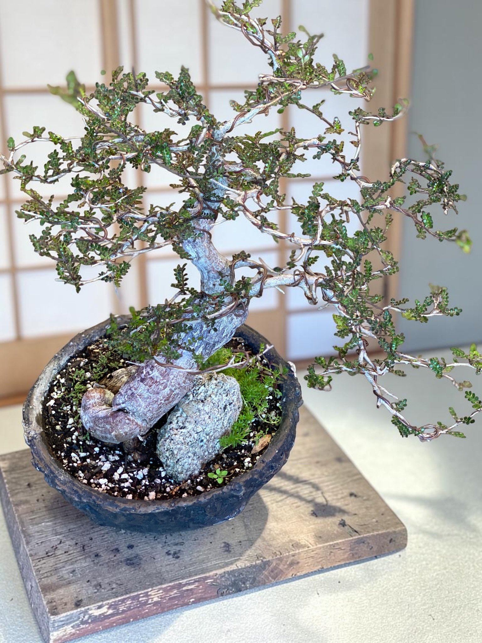 Bonsai tree with deadwood trunk planted over a rock in a round ceramic pot, by OC Succulents and More