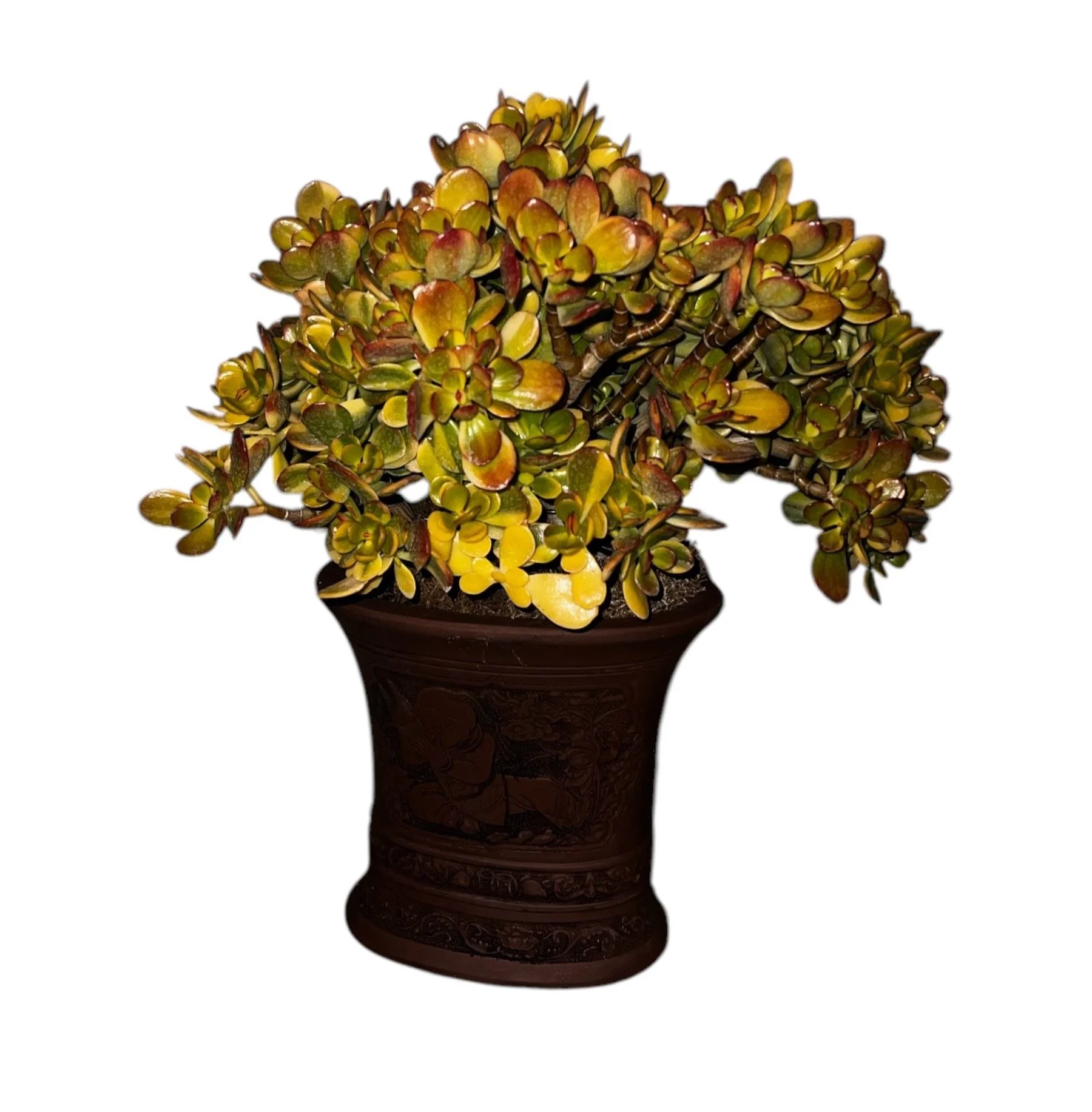 Crassula ovata 'Lemon & Lime' Variegated Jade - view 3